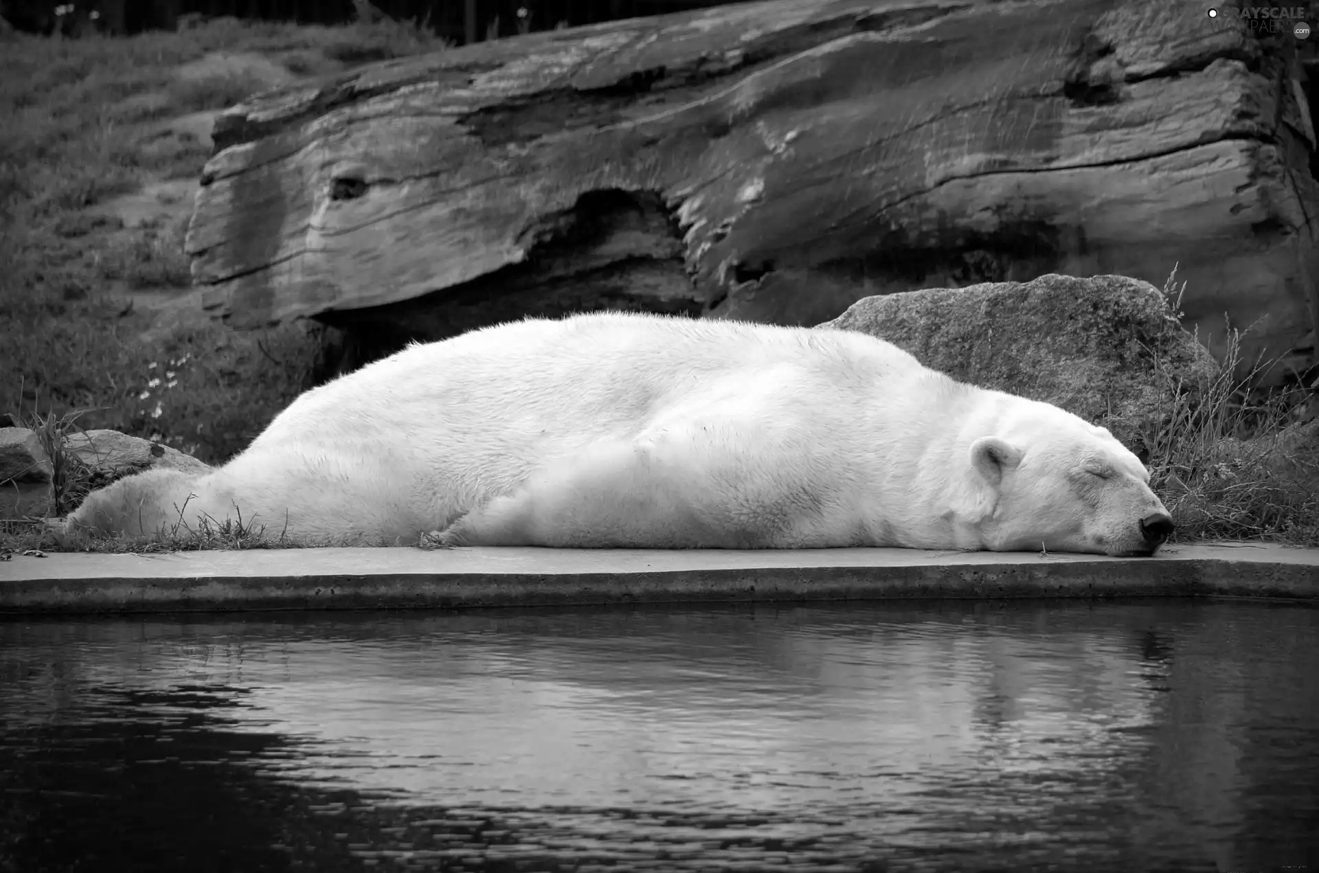 water, White, Bear