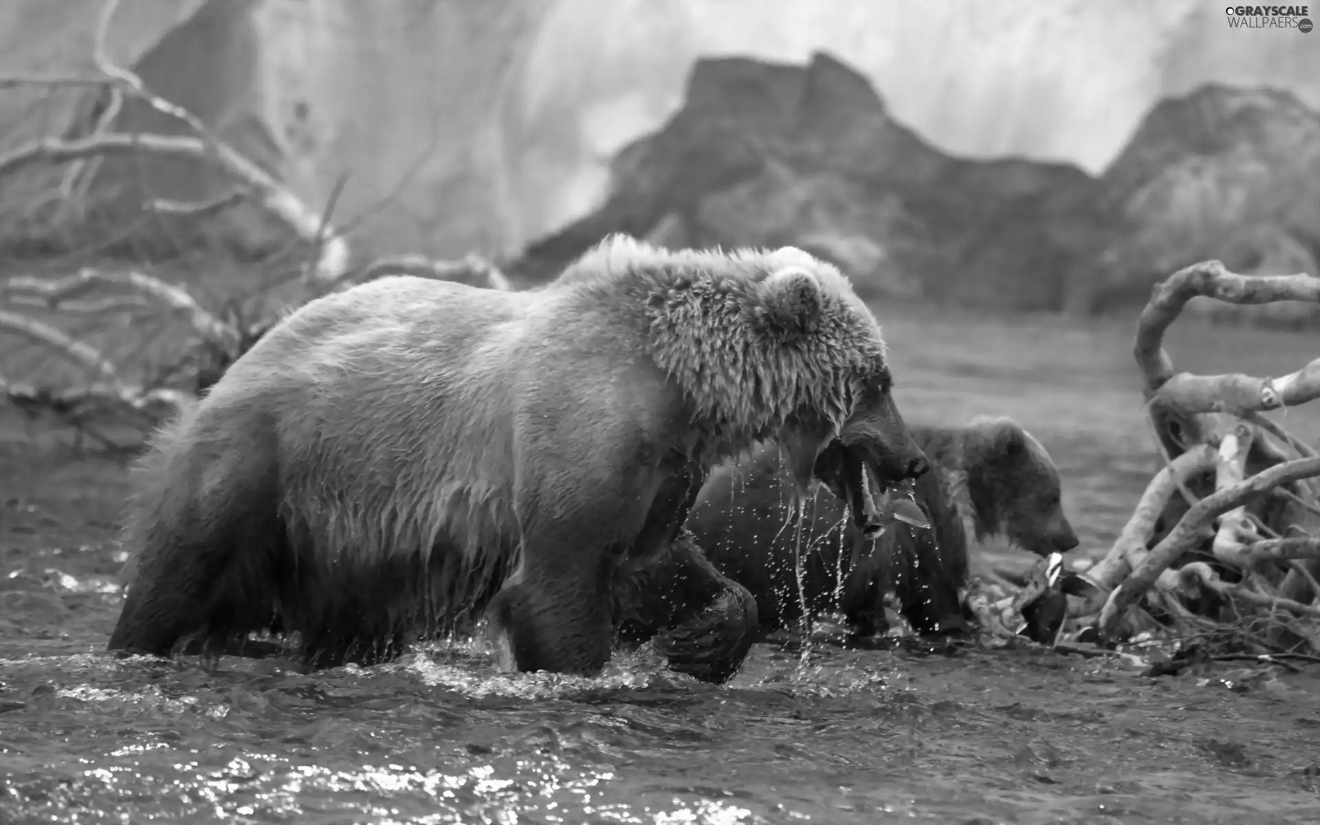 Bear, young, water, DBZ