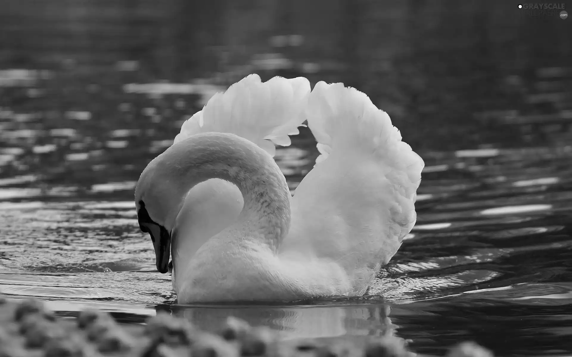 water, Swans, besides