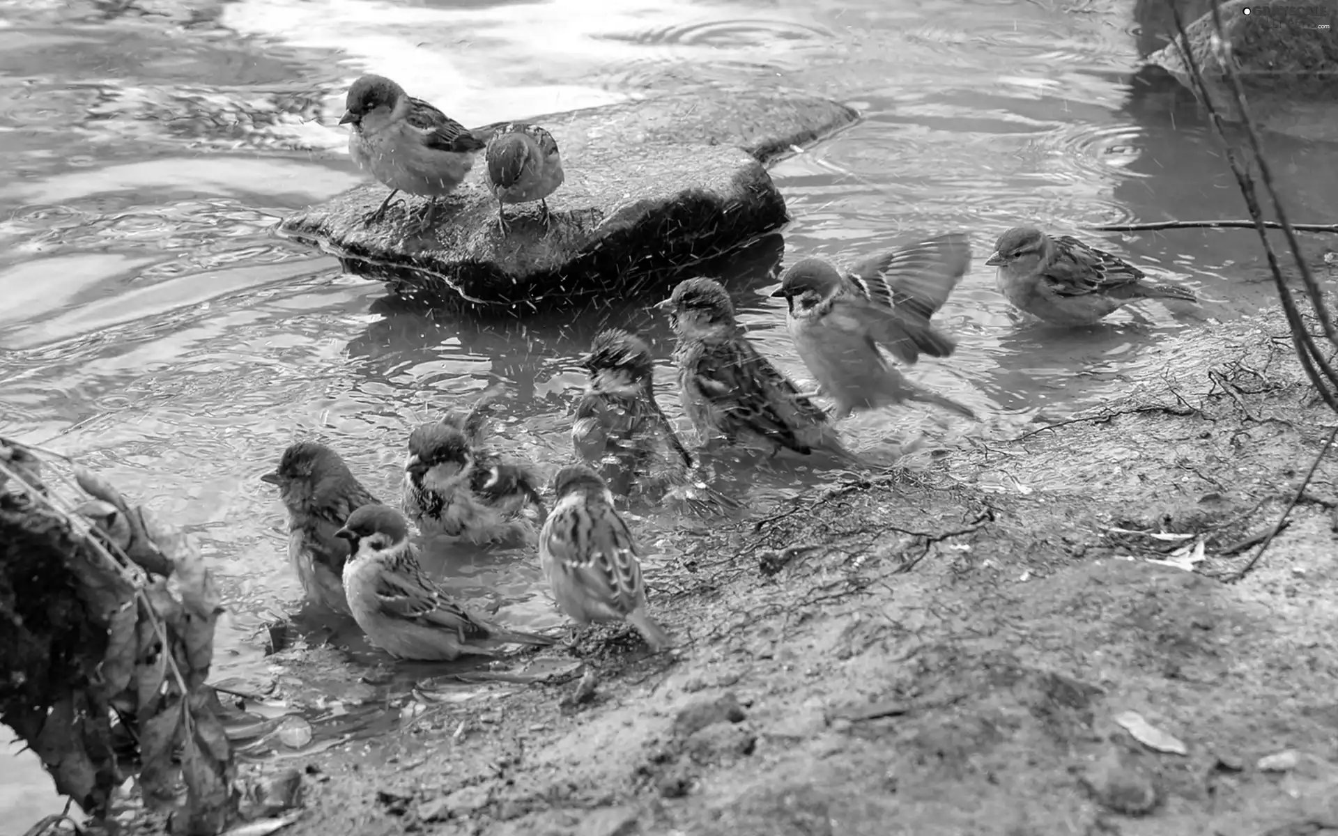 birds, water