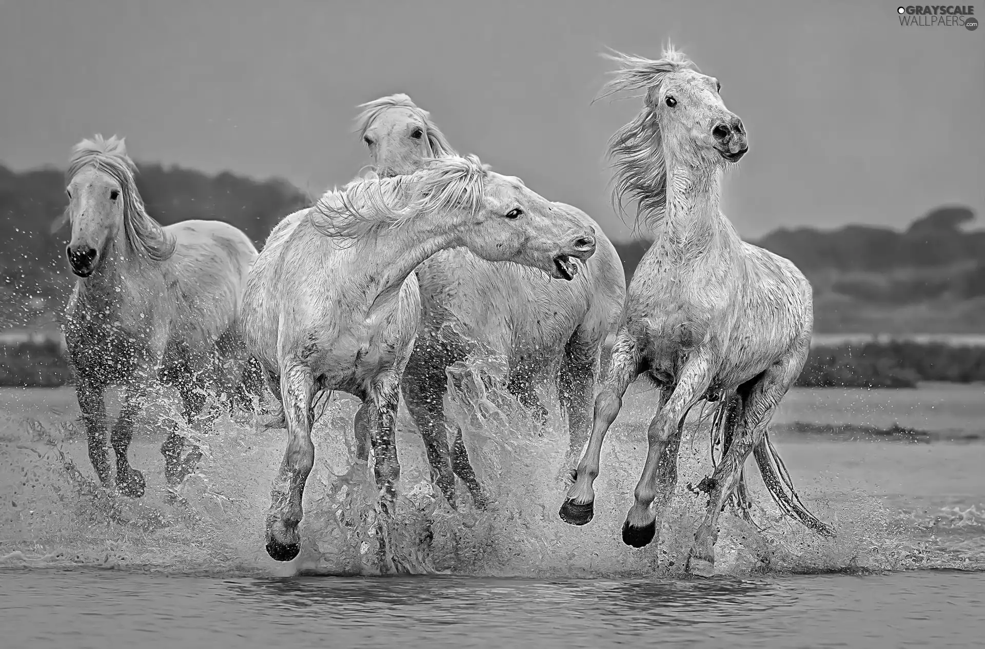 bloodstock, gallop, water, White