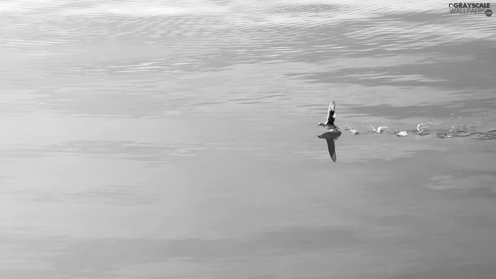 water, Bird, blue