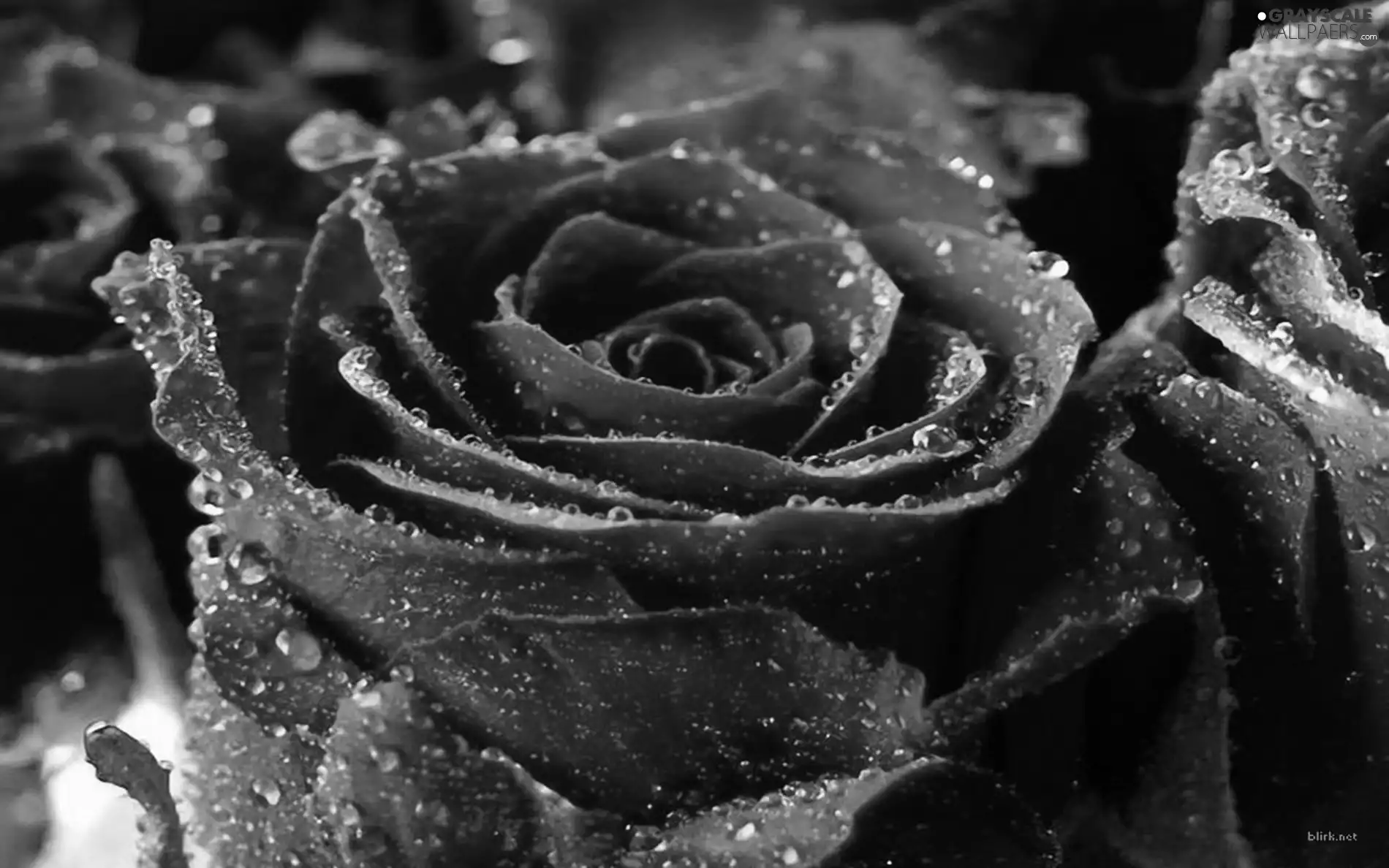 Blue, drops, water, rose