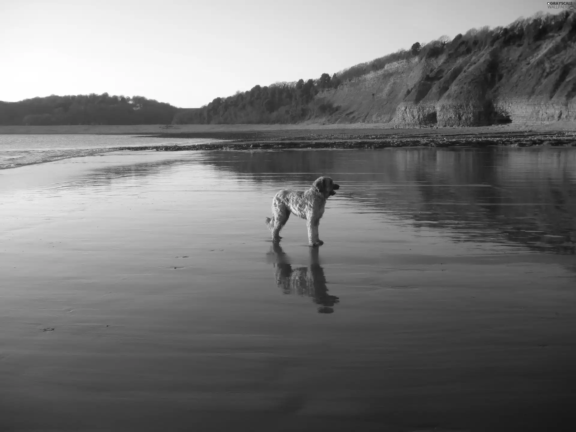 Briard, water