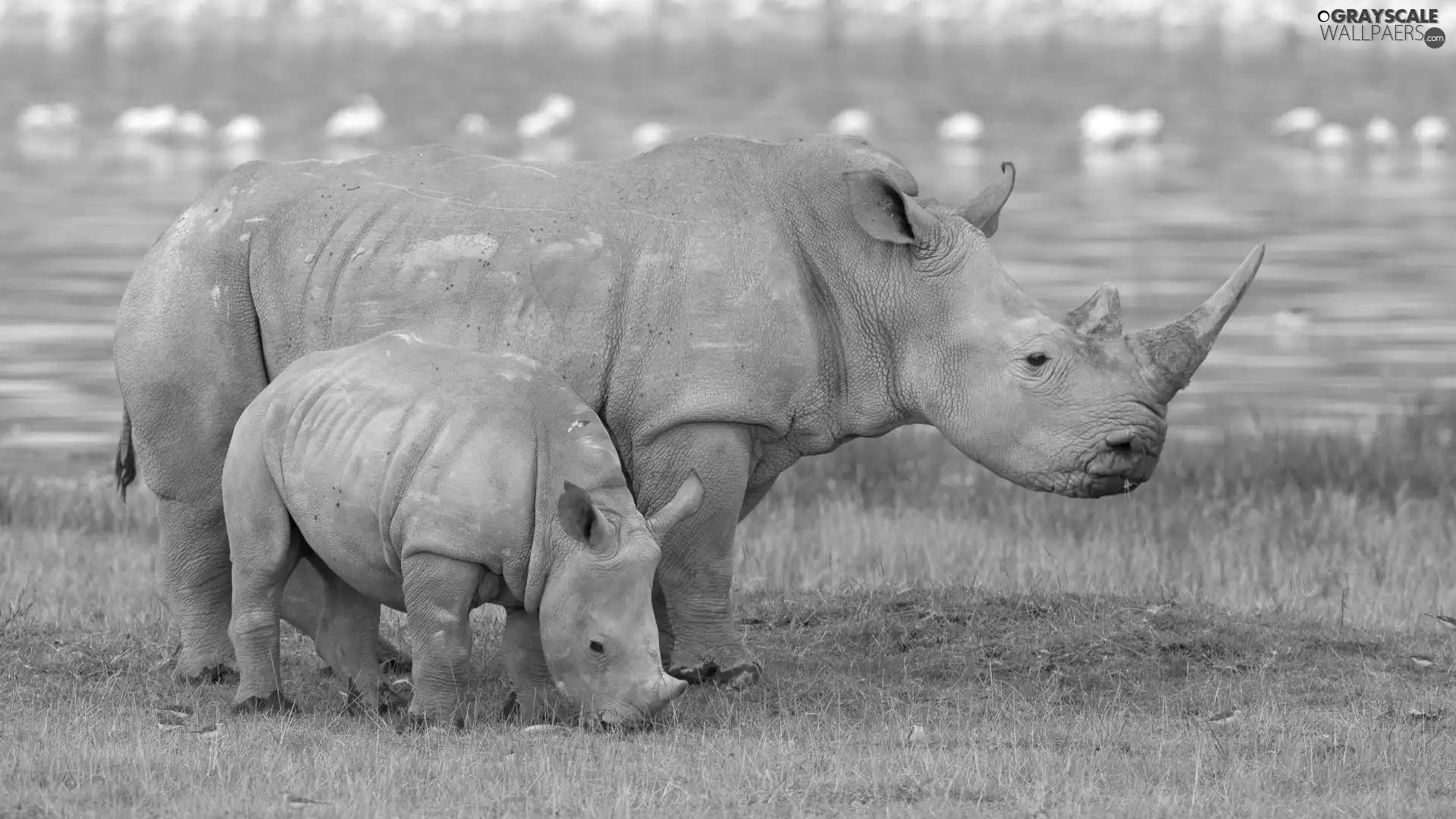 Two cars, grass, water, Rhinos