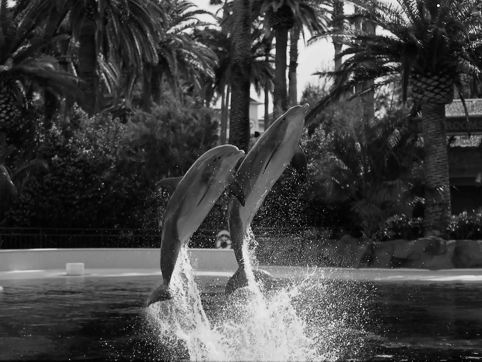 Two cars, Palms, water, dolphins