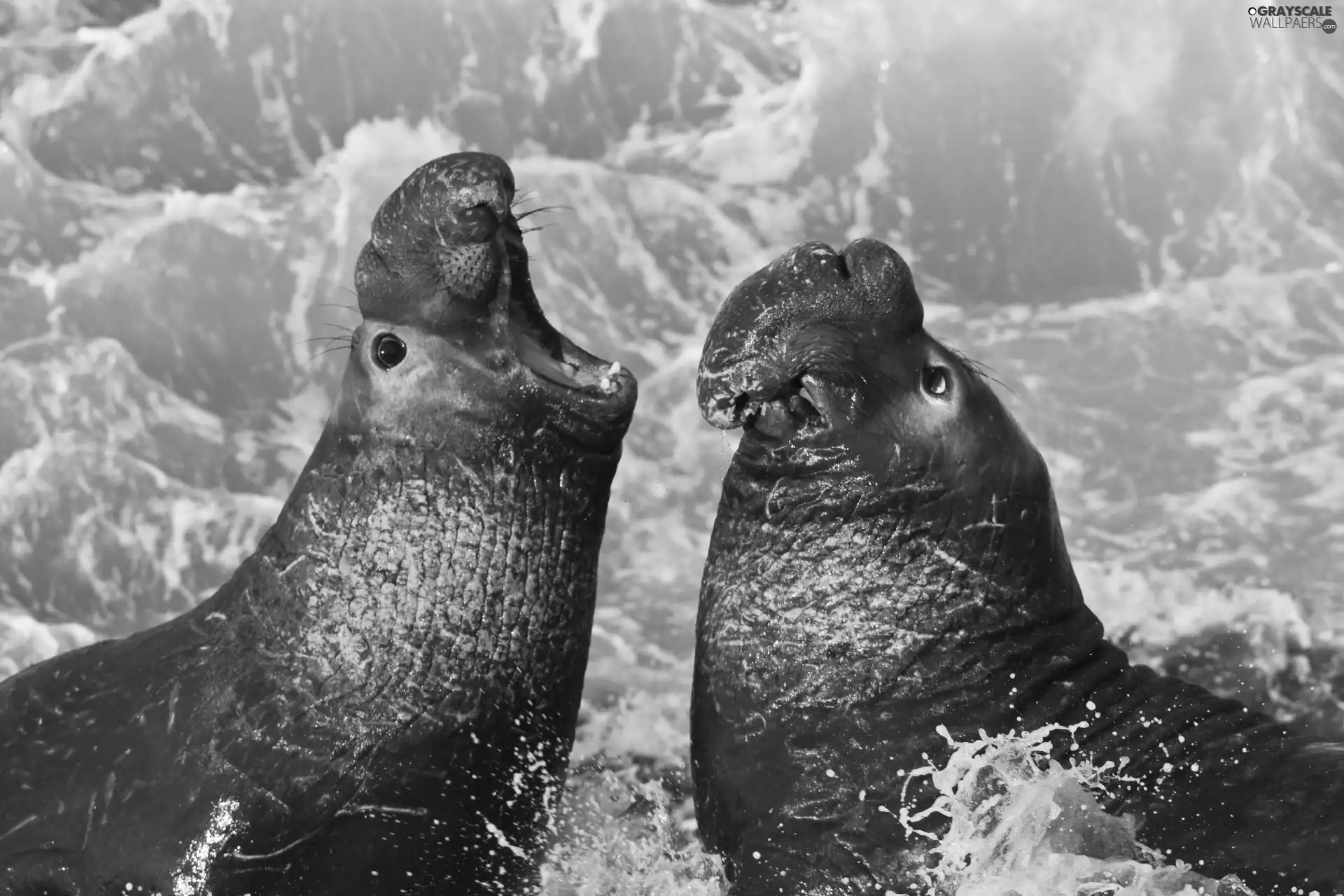 Two cars, sea, water, Elephants