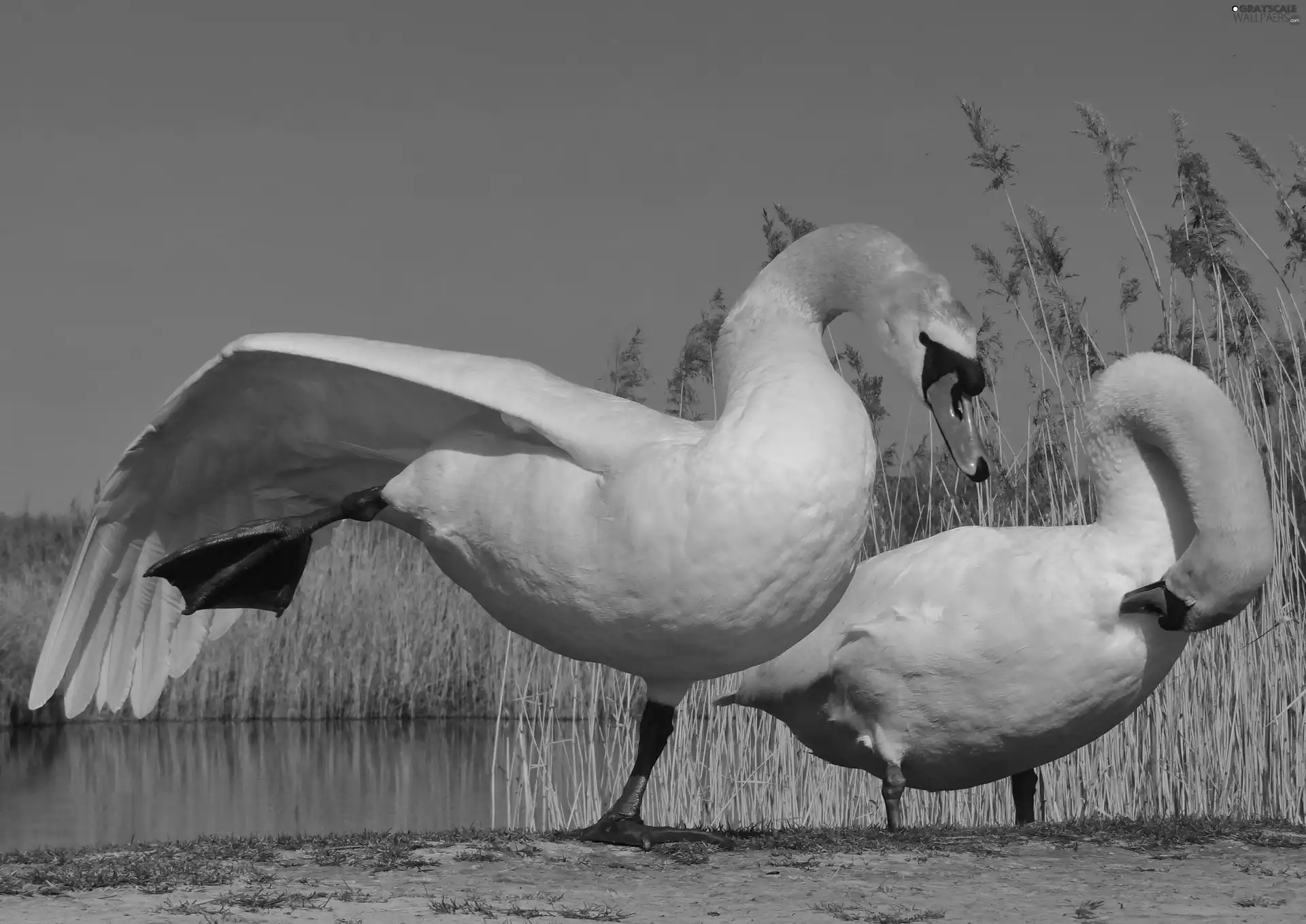 Two cars, Sky, water, Swan