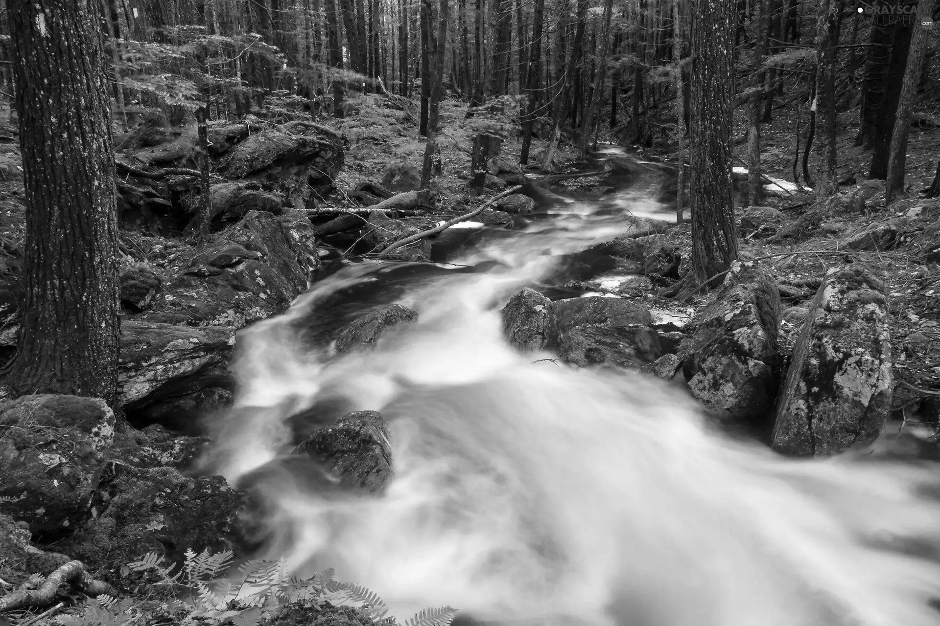 water, forest, Cascades