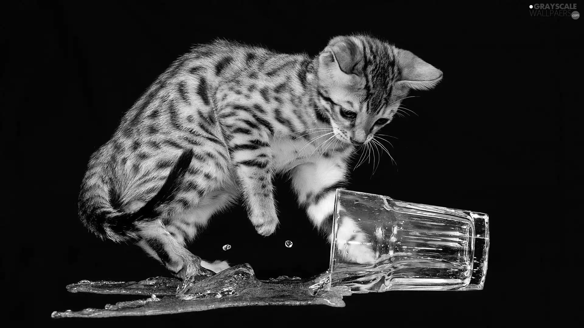 cat, spilled, water, cup
