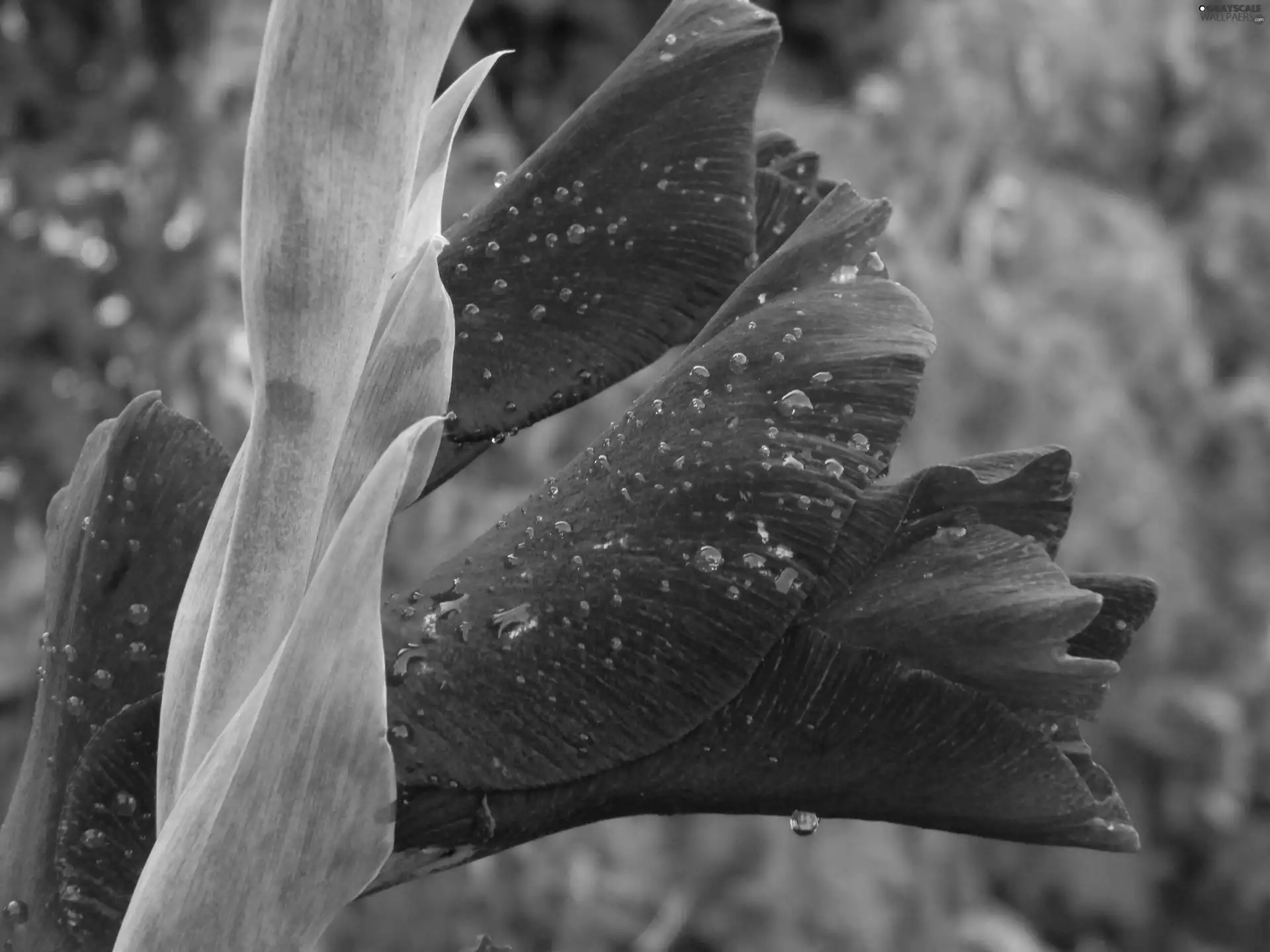 claret, drops, water, gladiolus