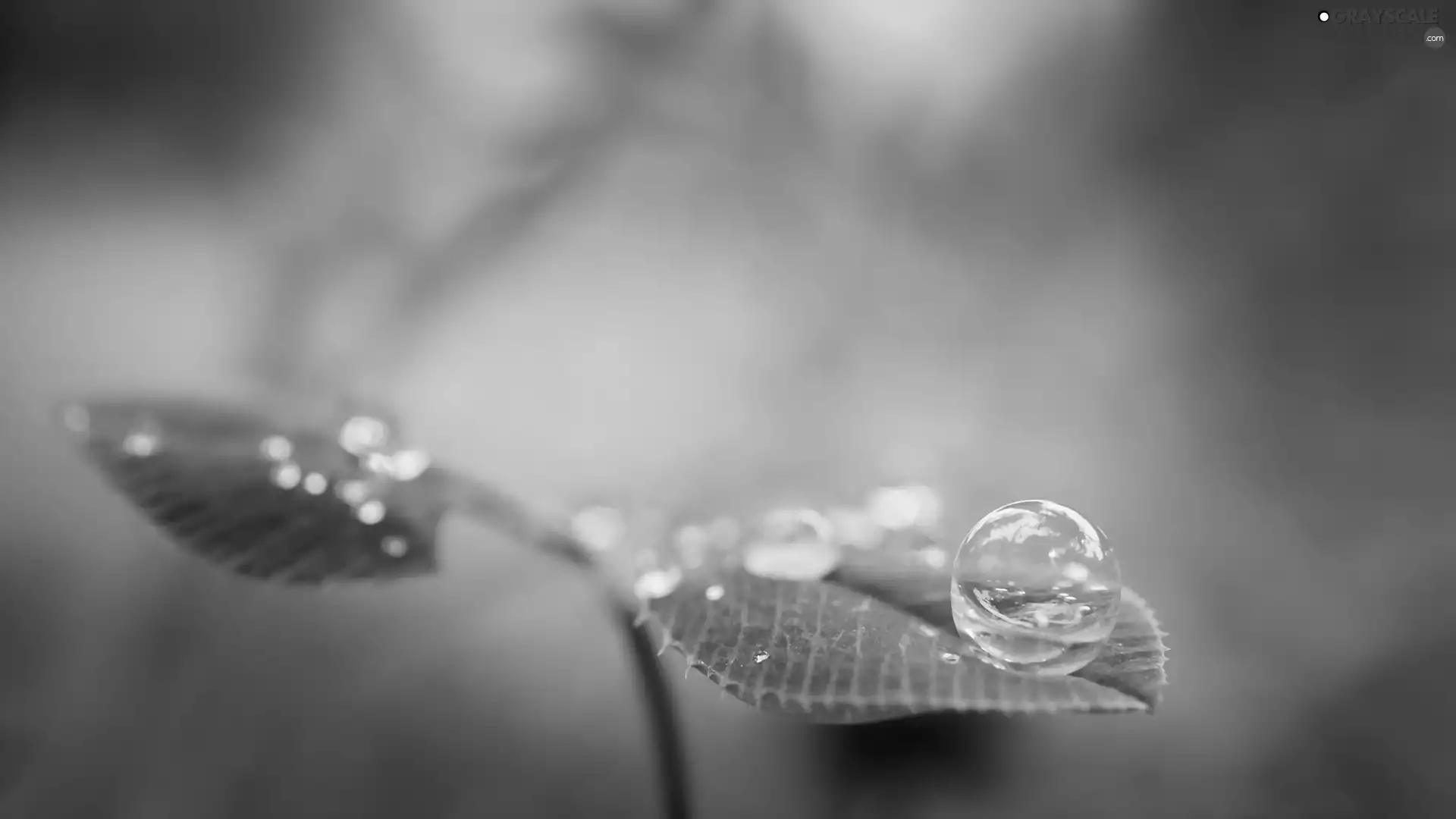 Close, droplets, water, Leaf