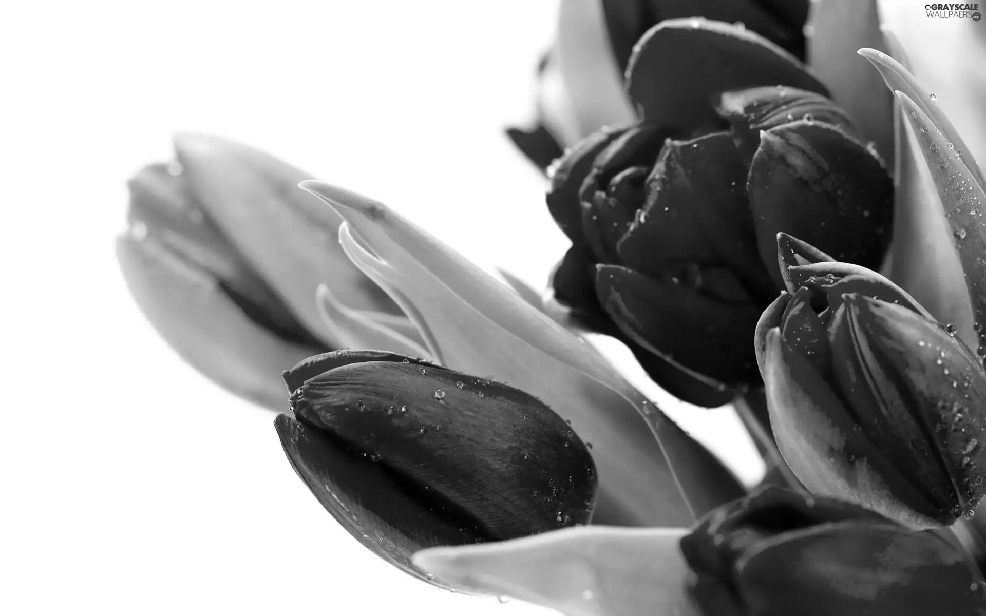 color, drops, water, Tulips