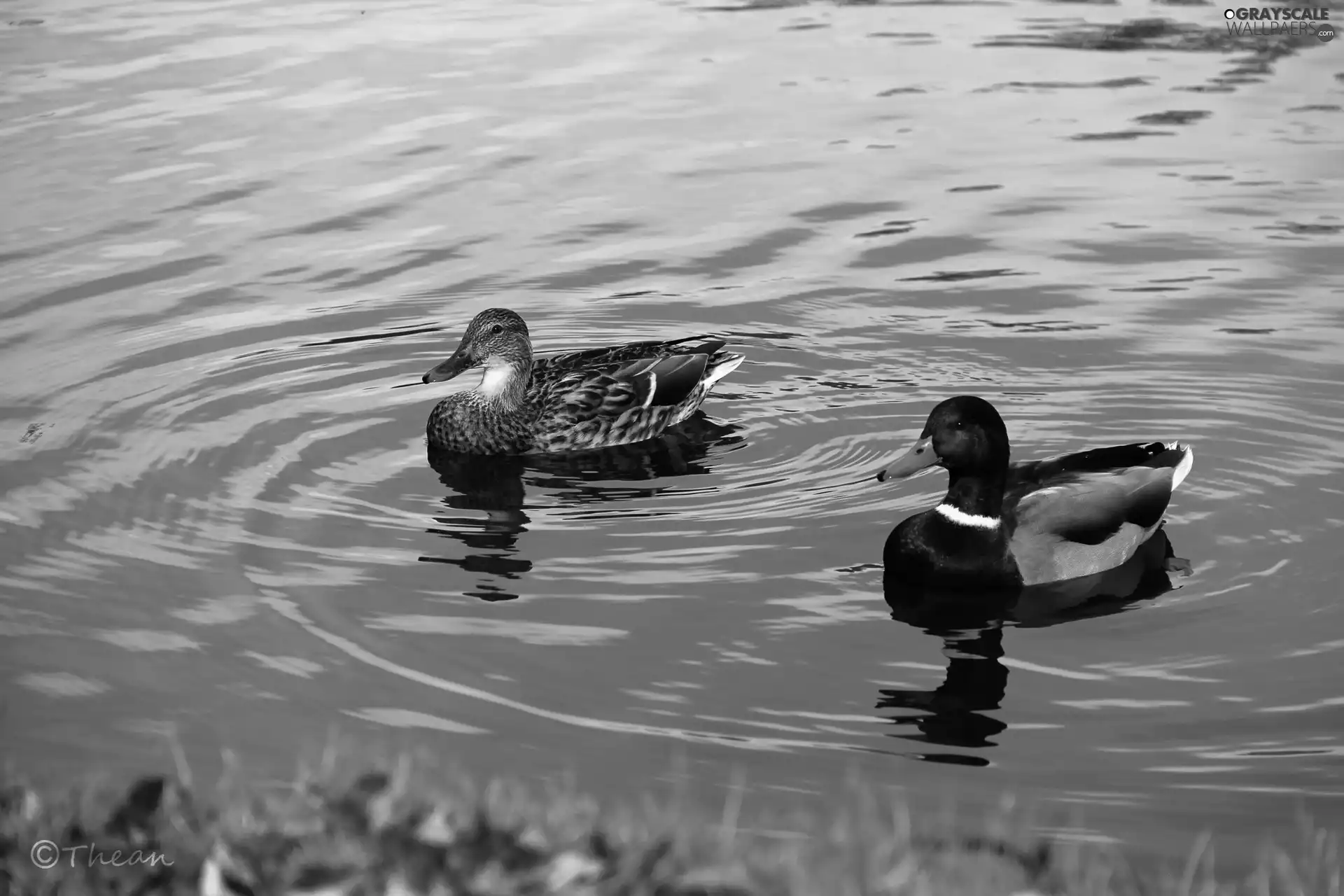 water, ducks, Crosswords