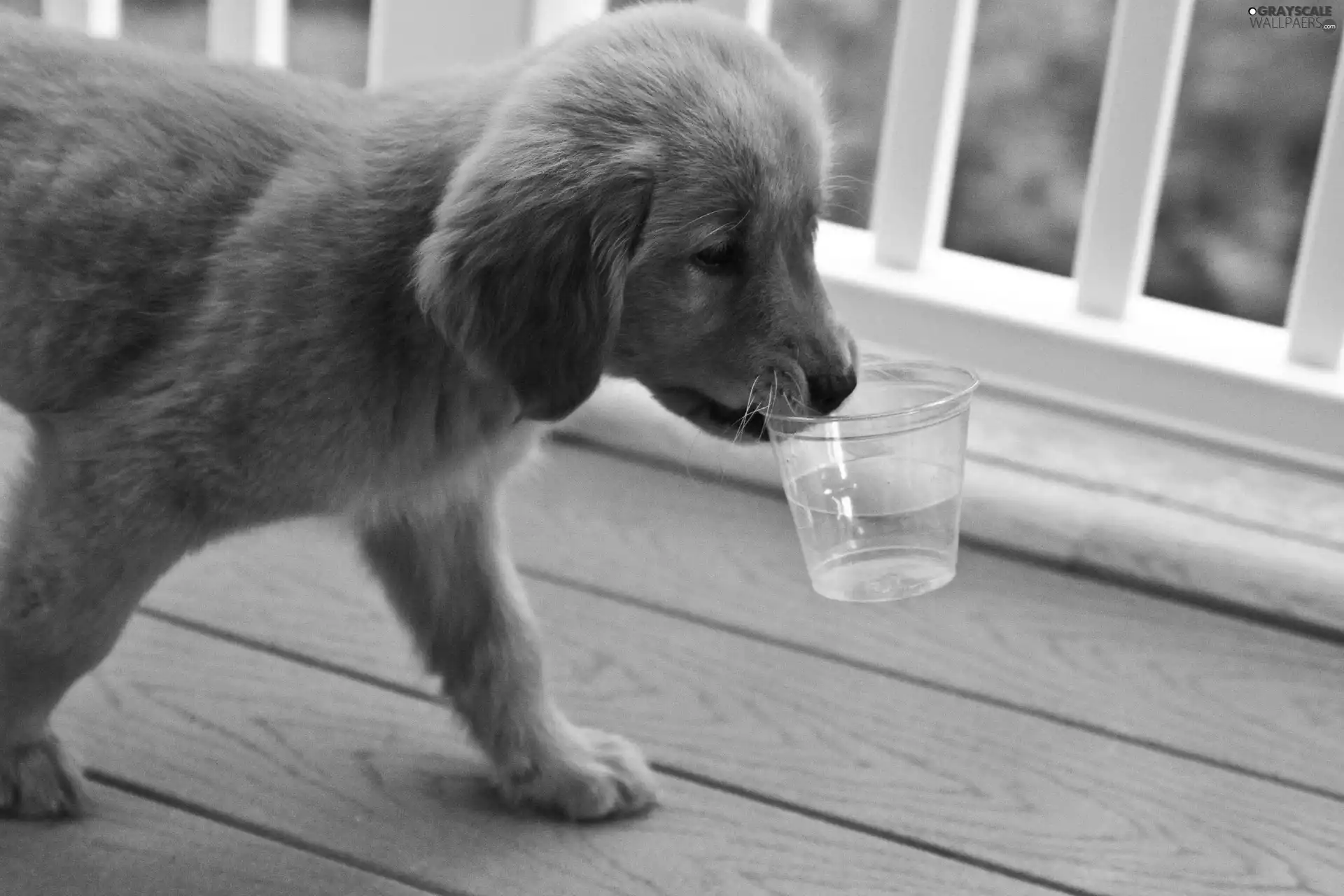 water, dog, Cup