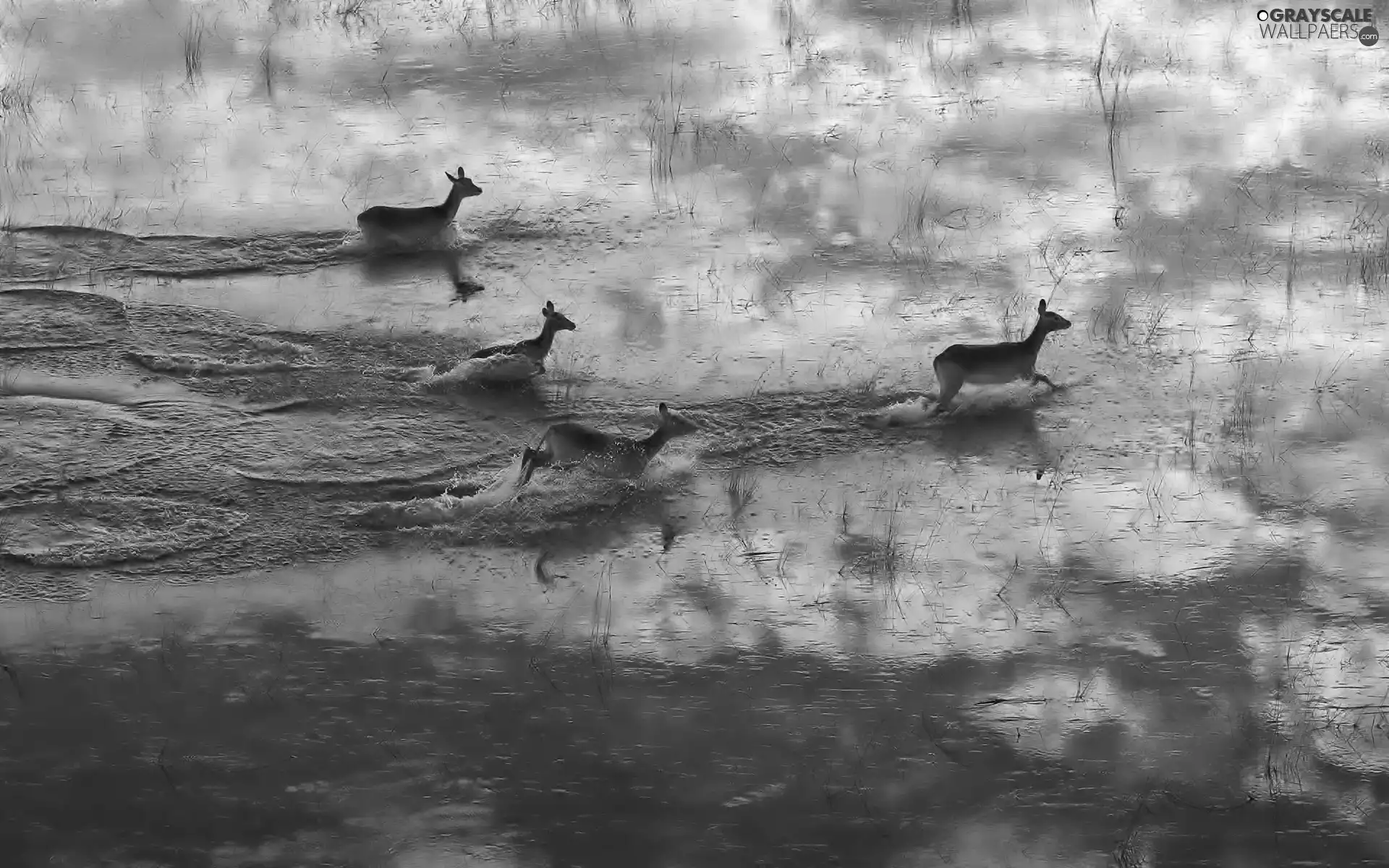 deer, water