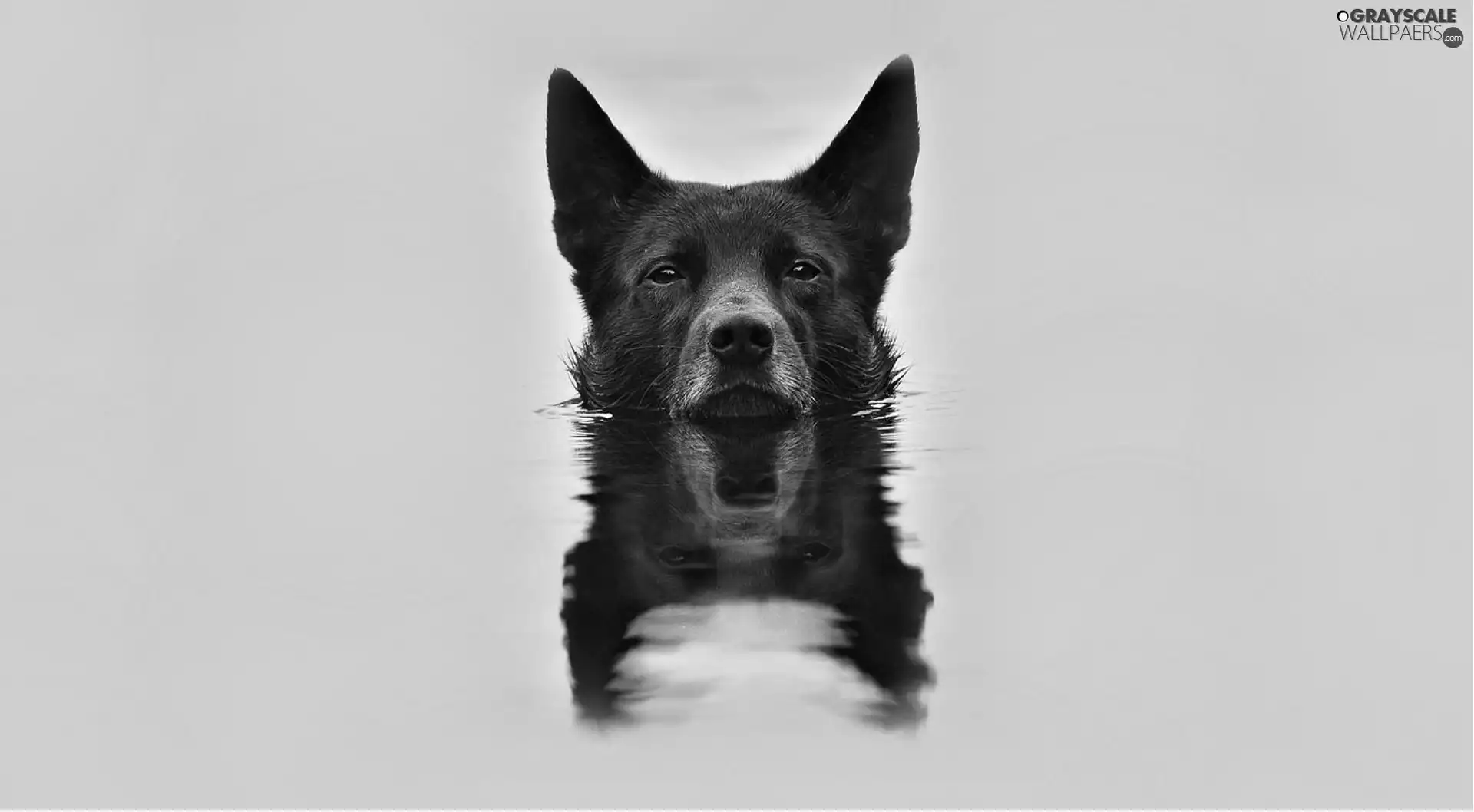 dog, water