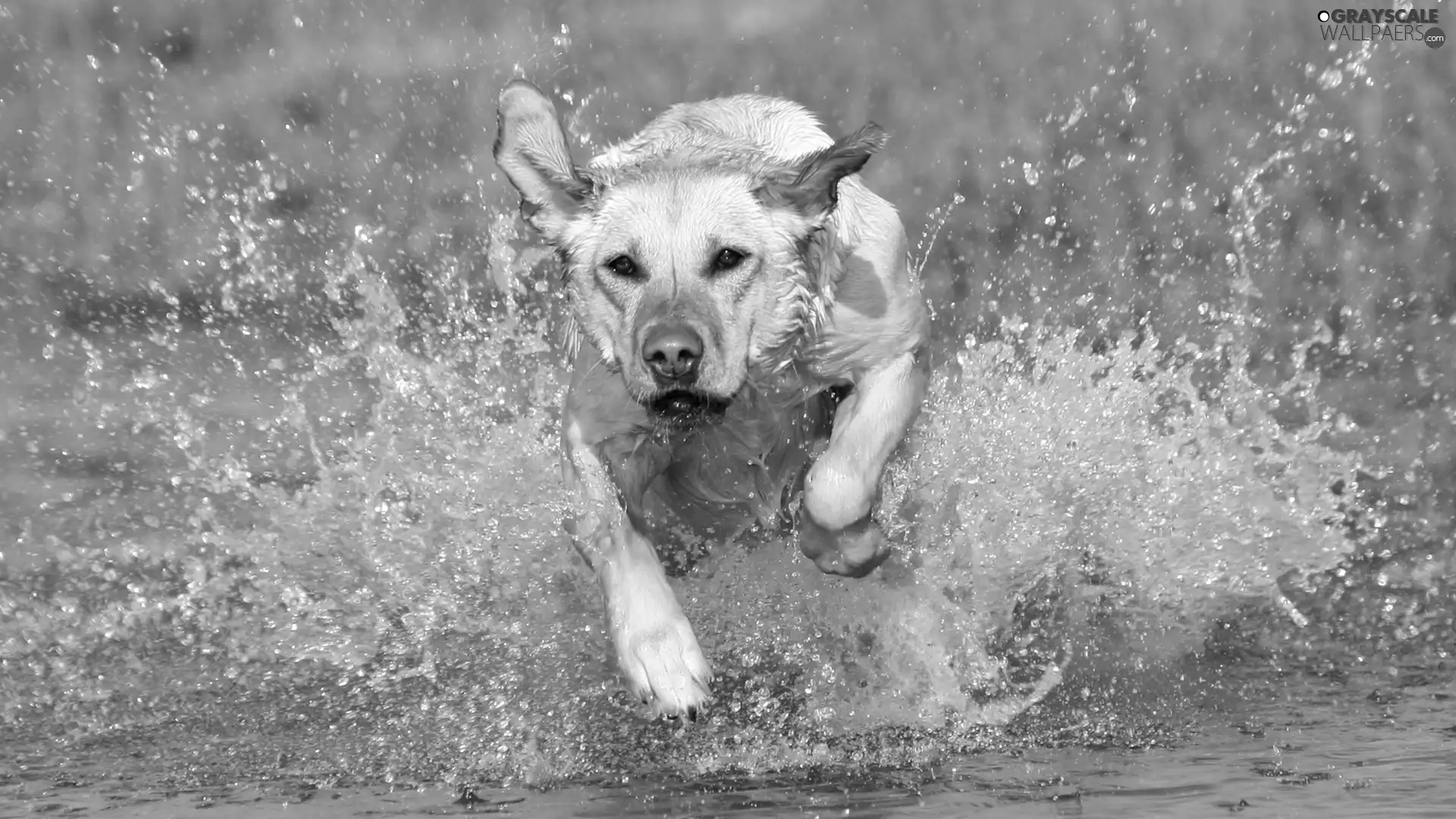 water, running, dog