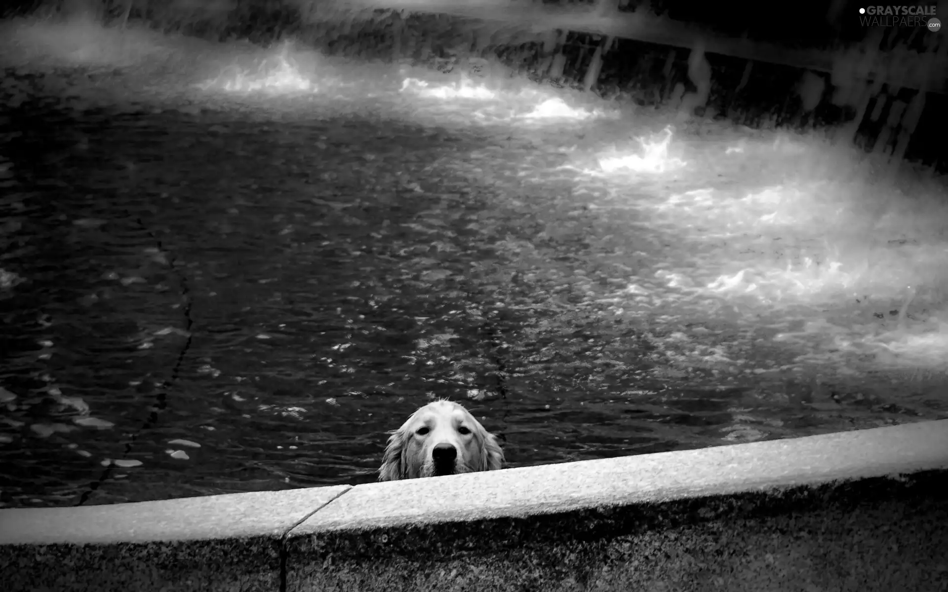 water, wet, dog