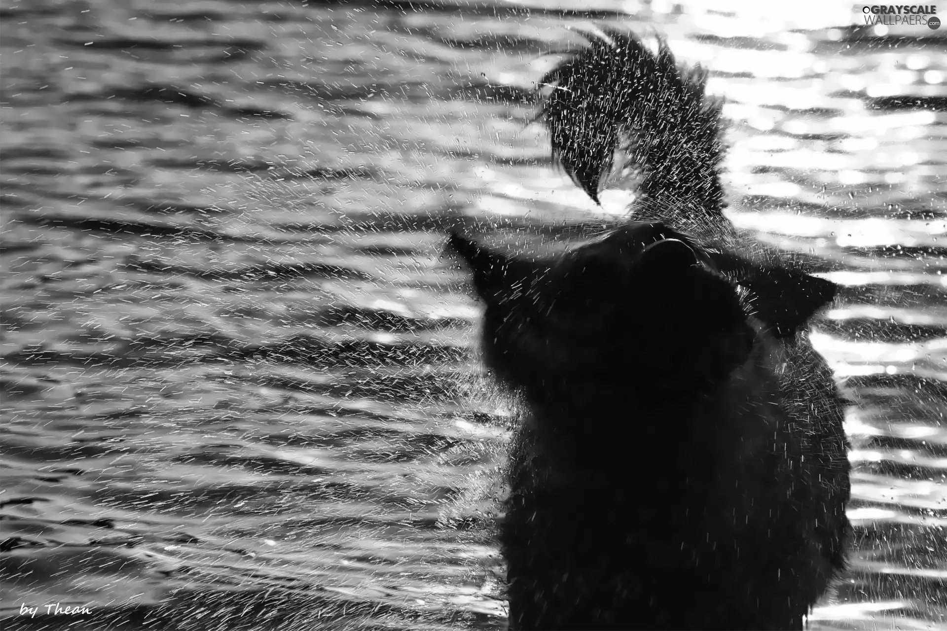 dog, water