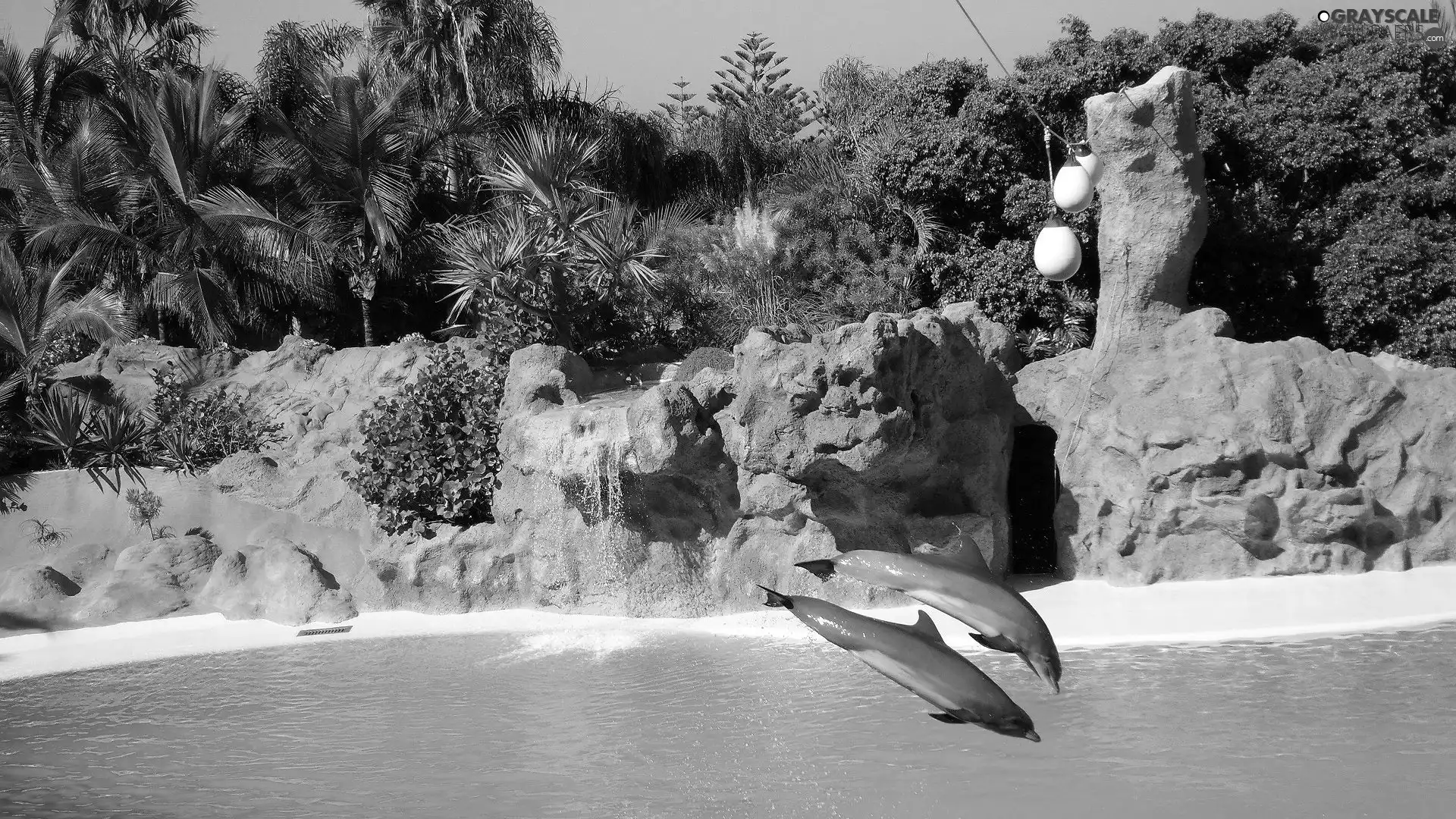 dolphins, rocks, water, jumps