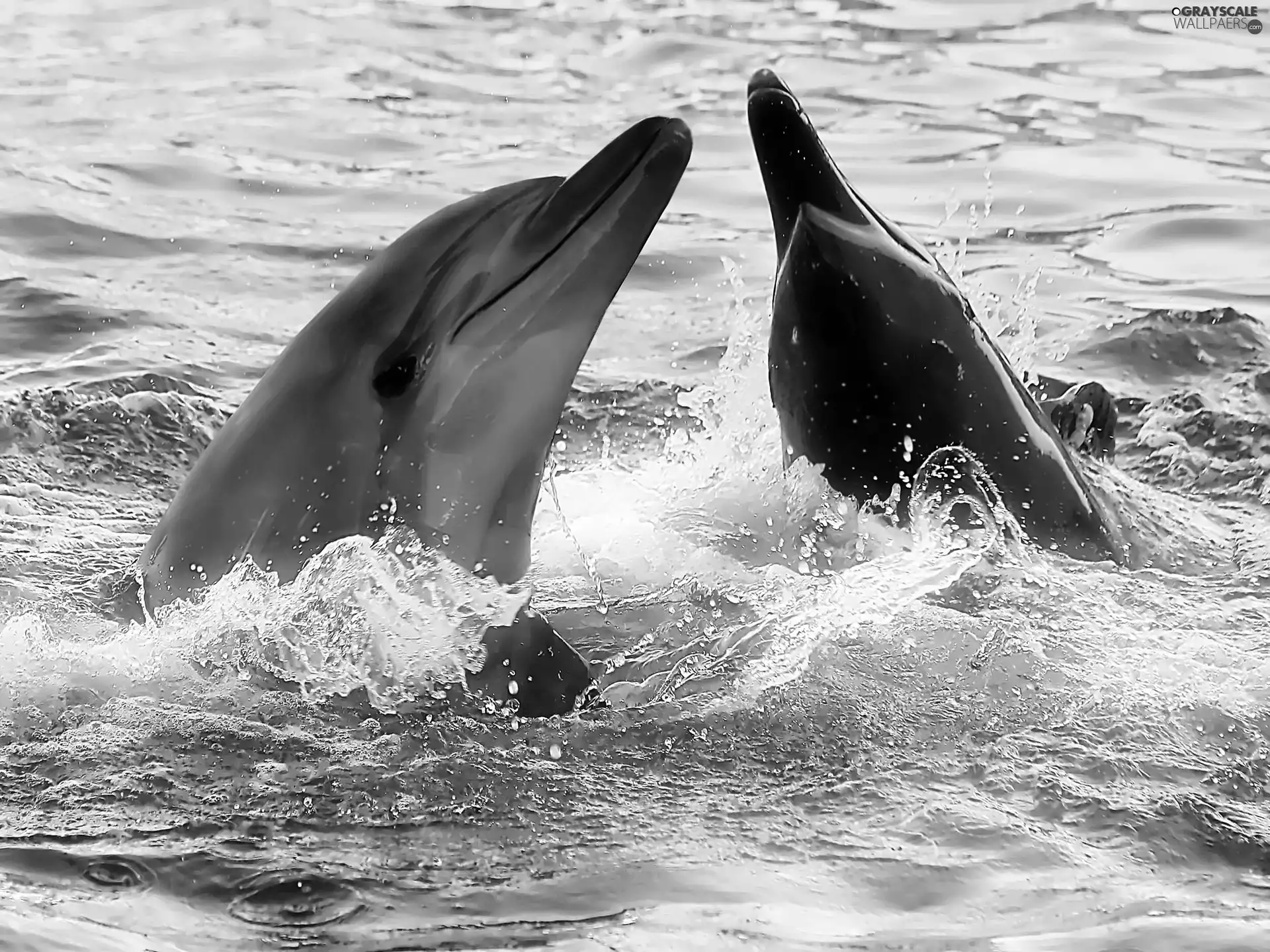 dolphins, water