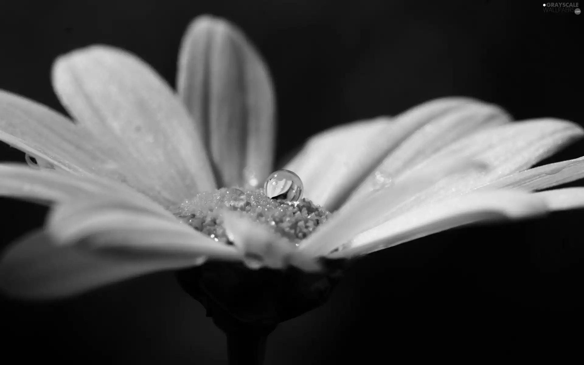 water, Flower, drop