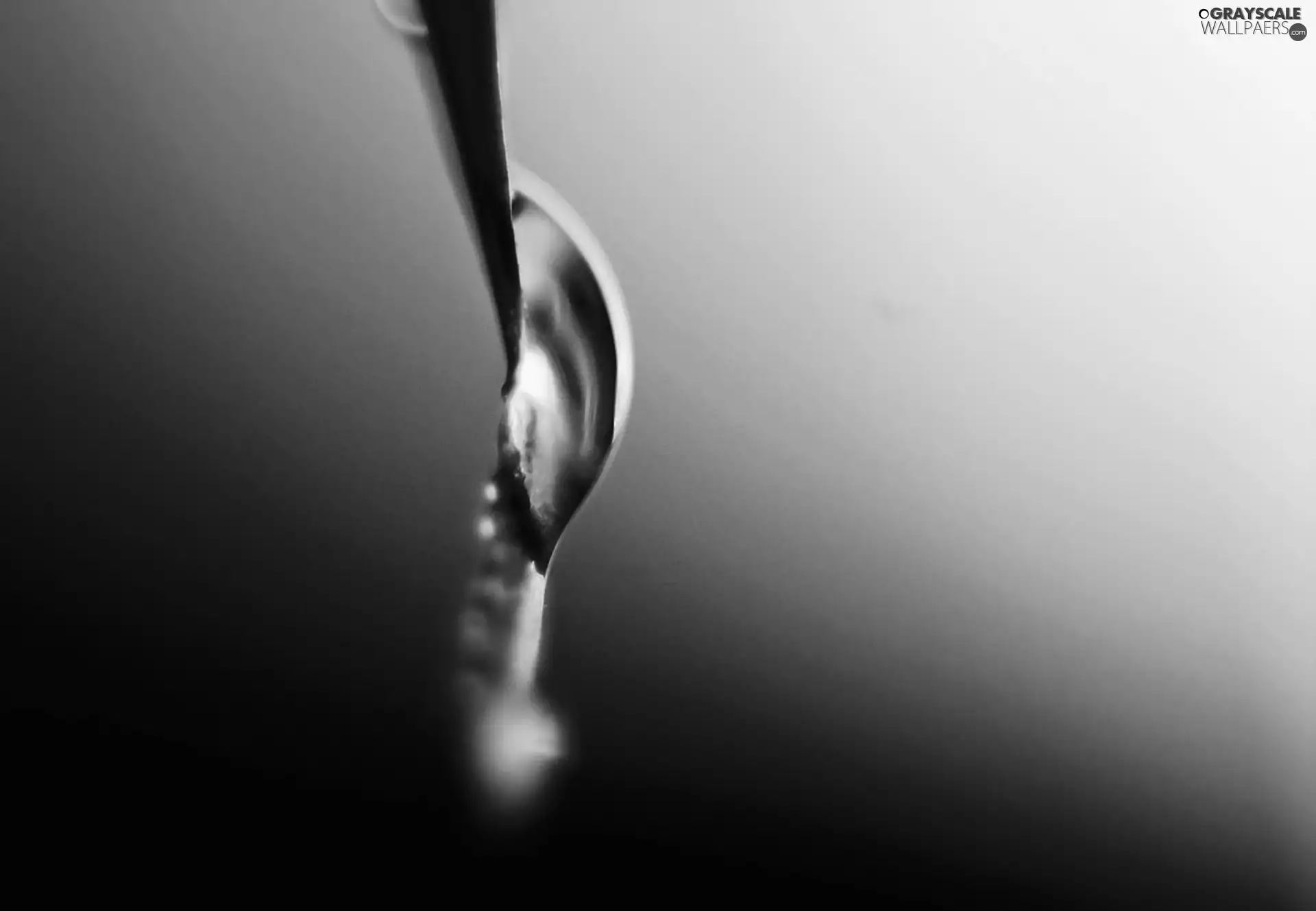 water, leaf, drop