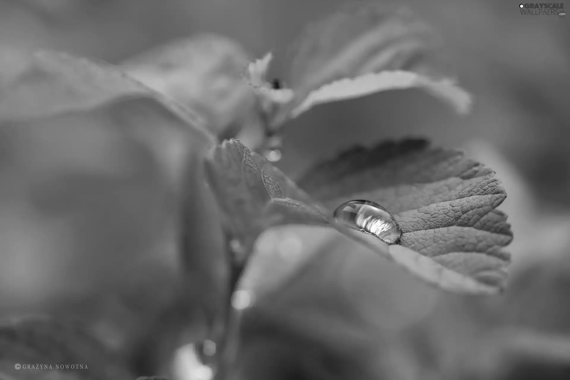 water, Leaf, drop