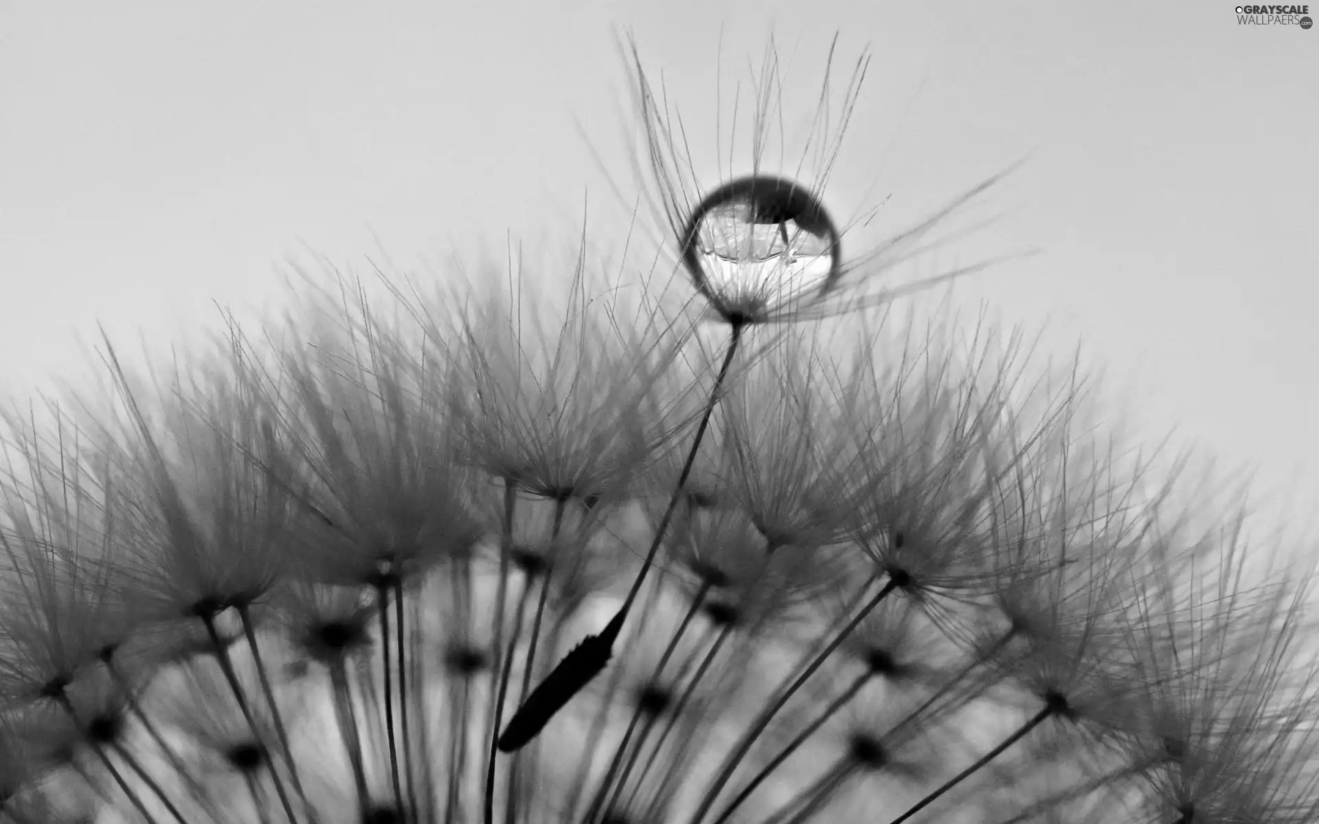 water, puffball, drop