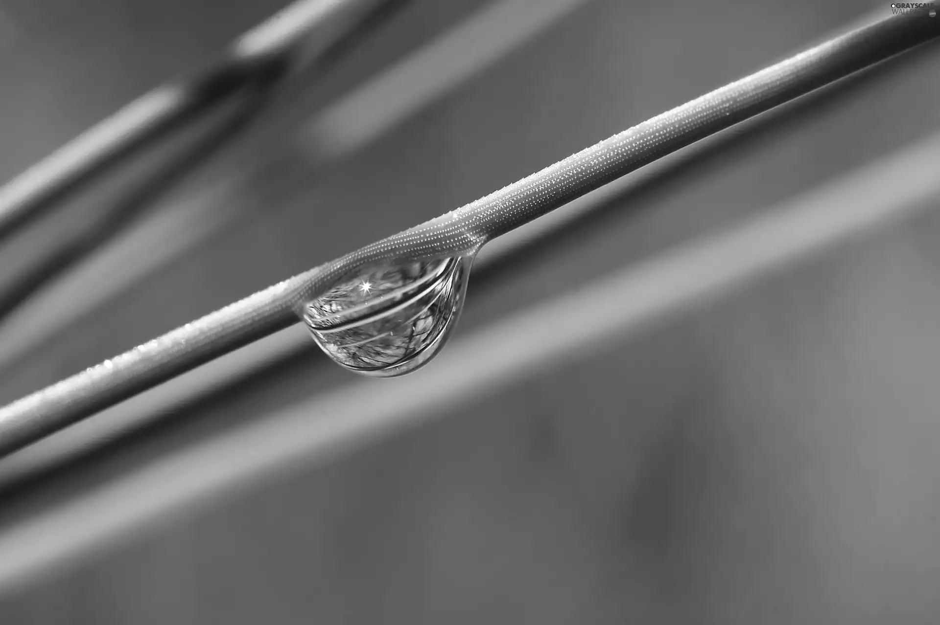 Water Drop