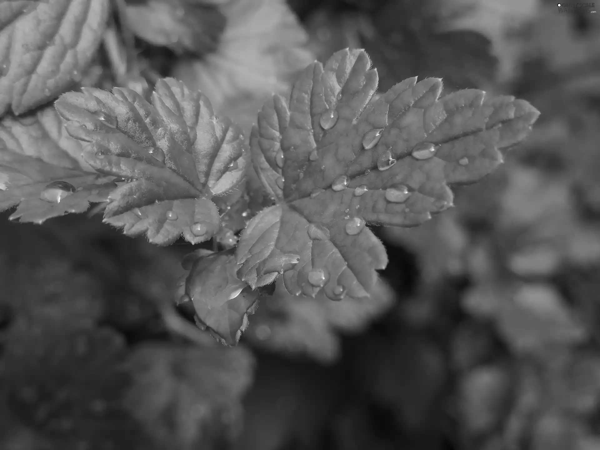 water, Leaf, drops