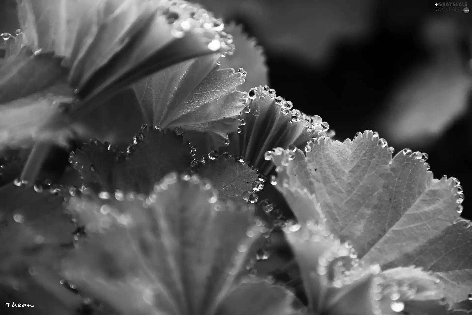 water, Leaf, drops