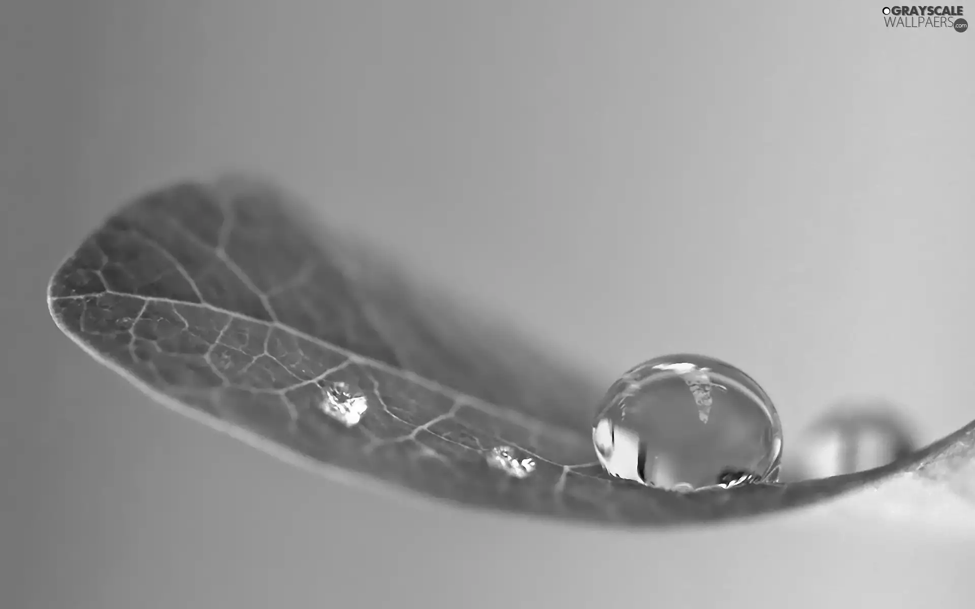 water, leaf, drops