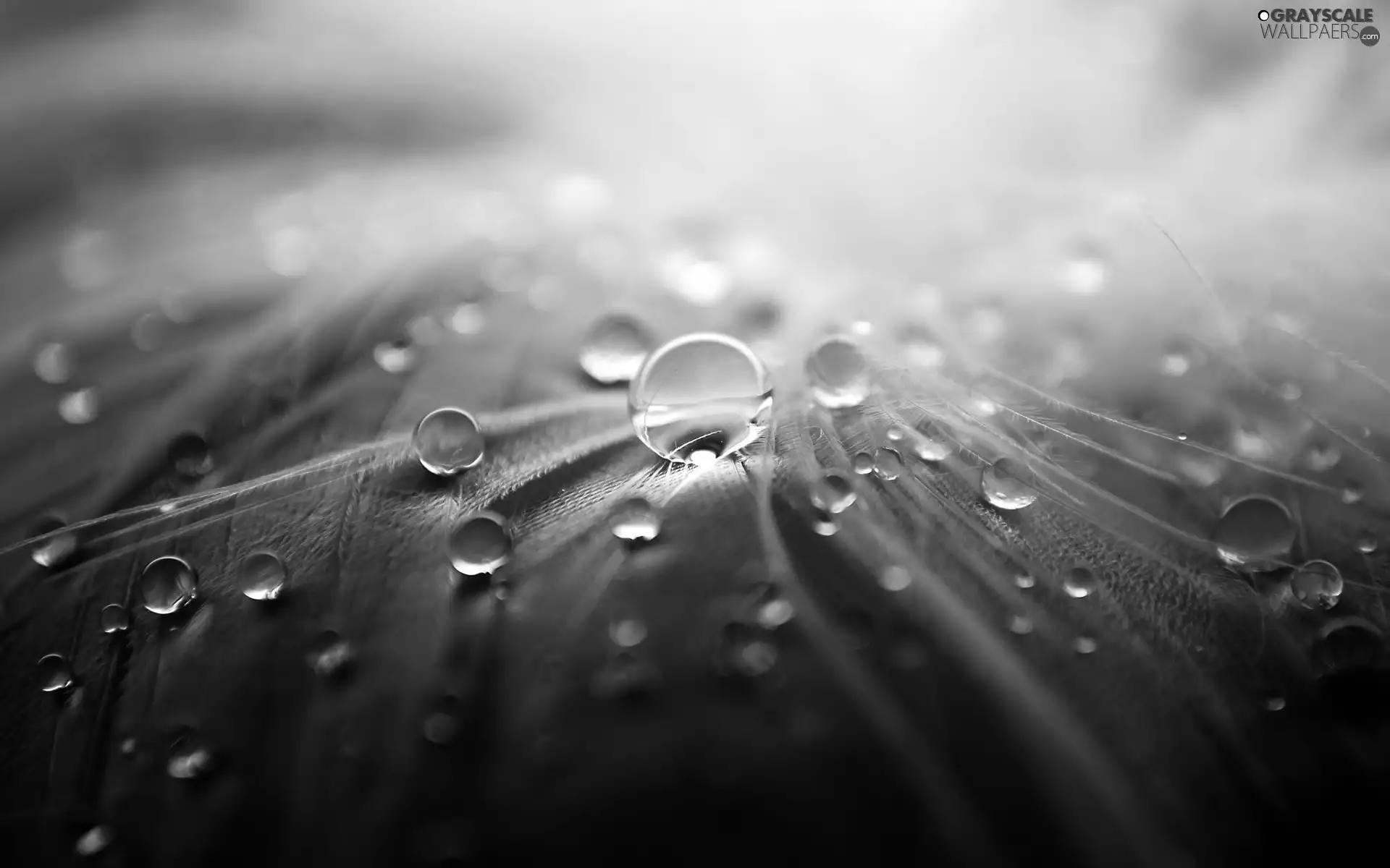 feather, water, Close, drops