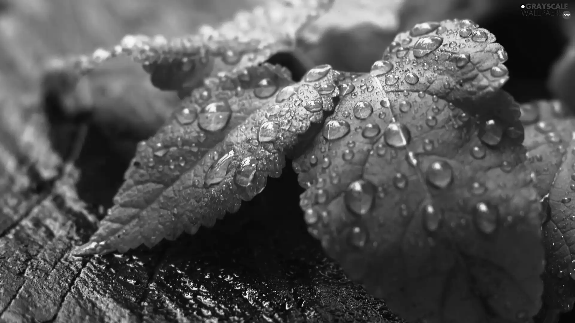 water, Leaf, drops
