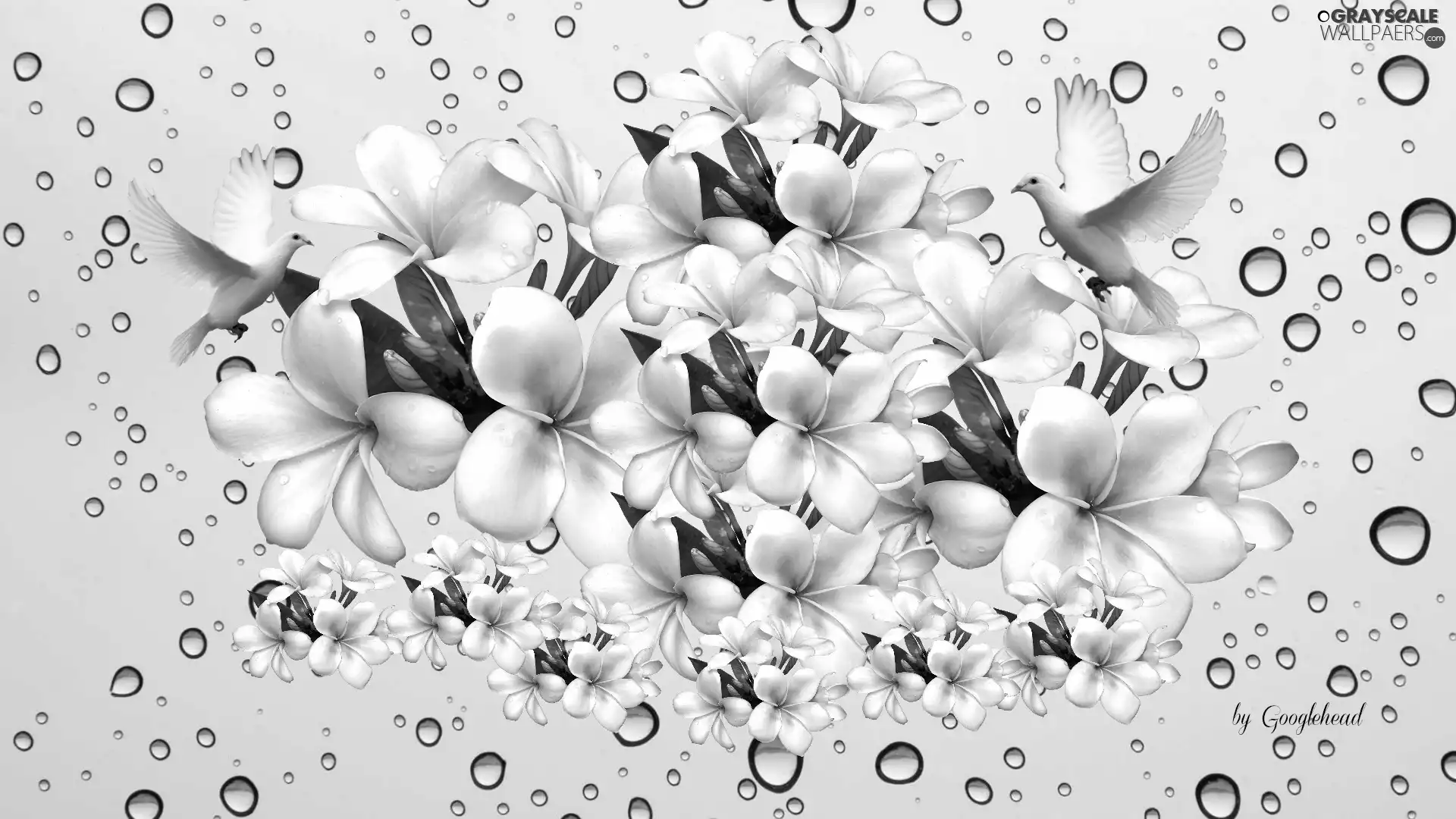 Plumeria, water, 2D, drops