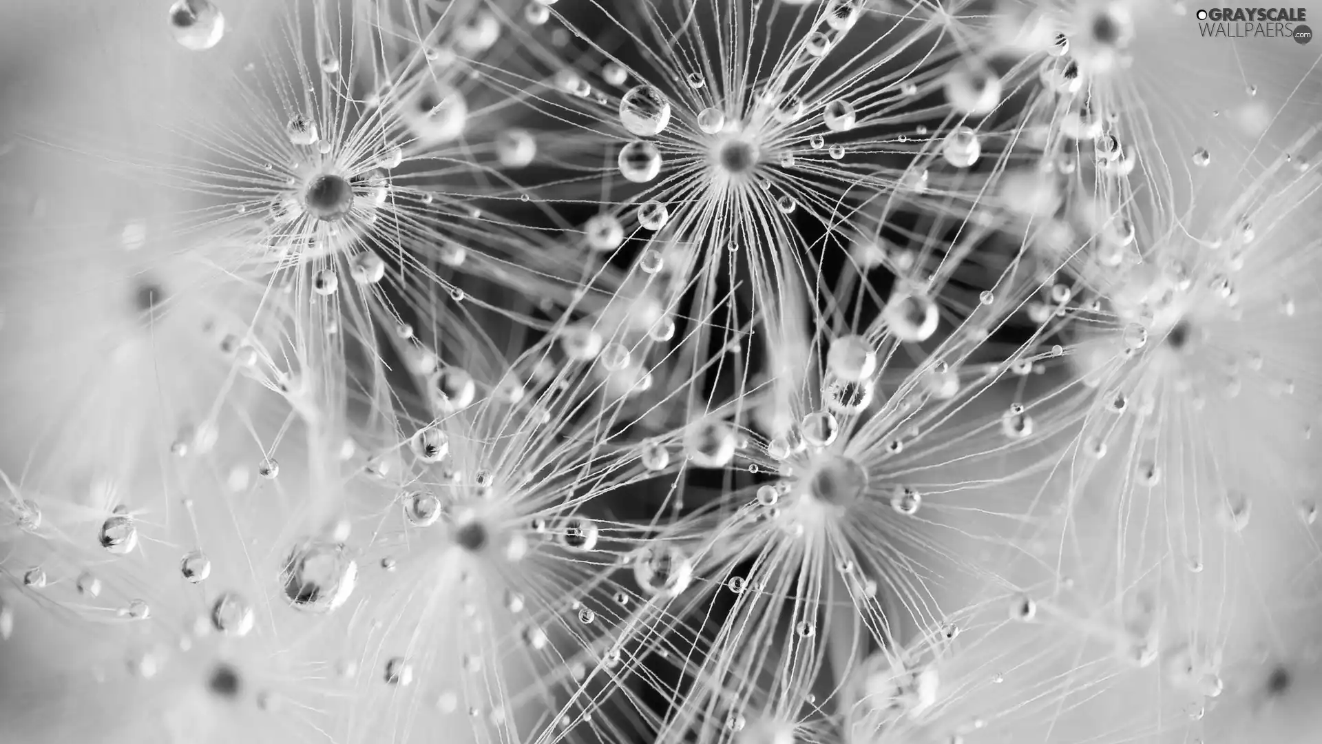 puffball, Waters of Macro, dandelions, drops