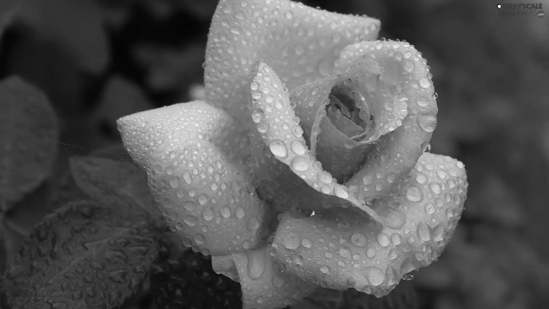 water, rose, drops