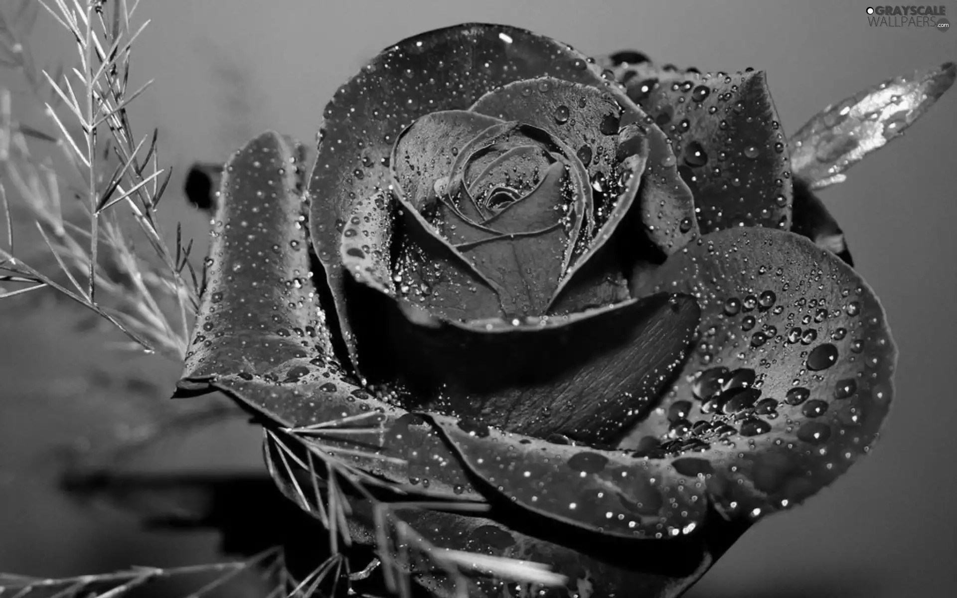 water, rose, drops