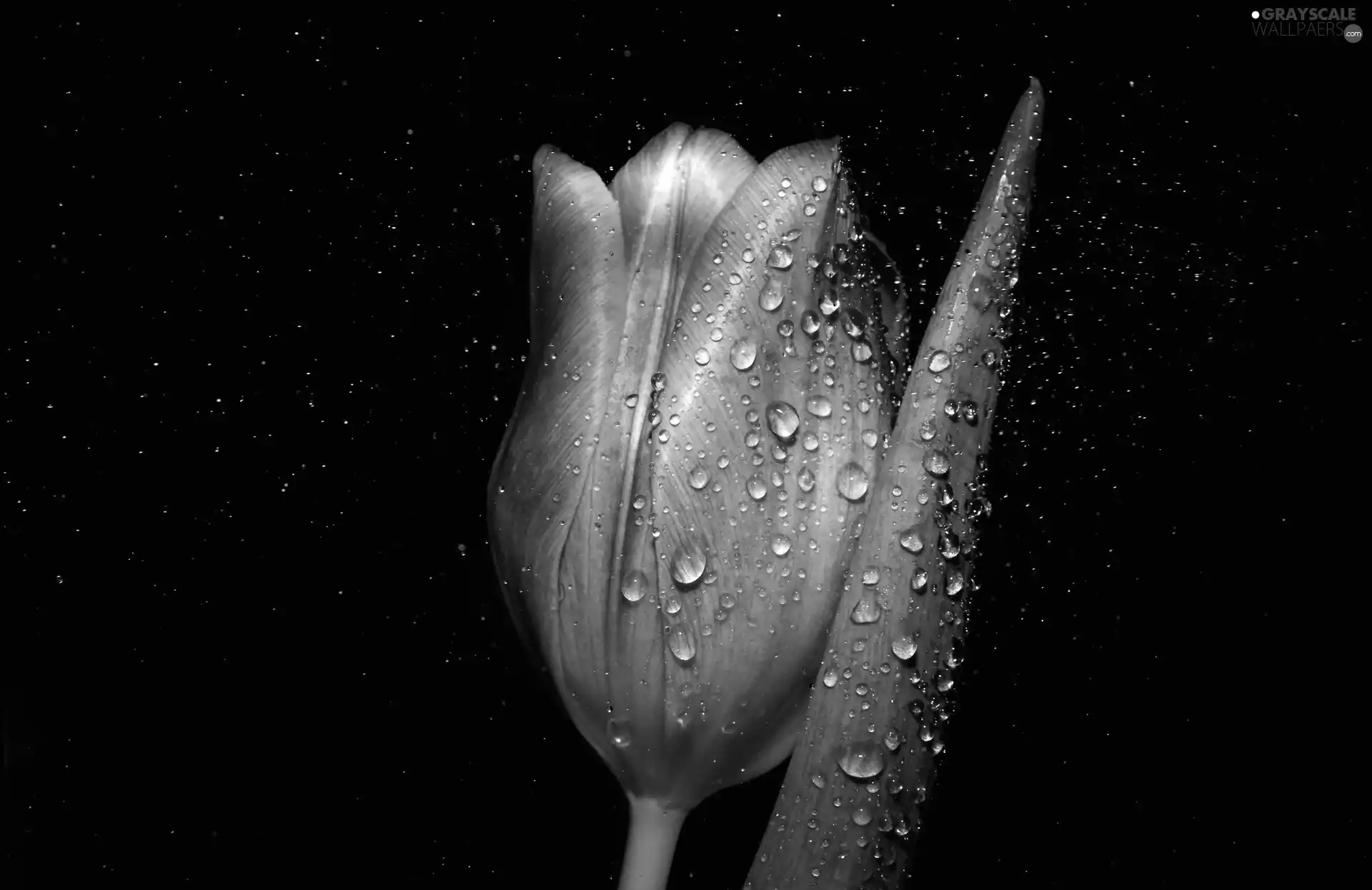 water, tulip, drops