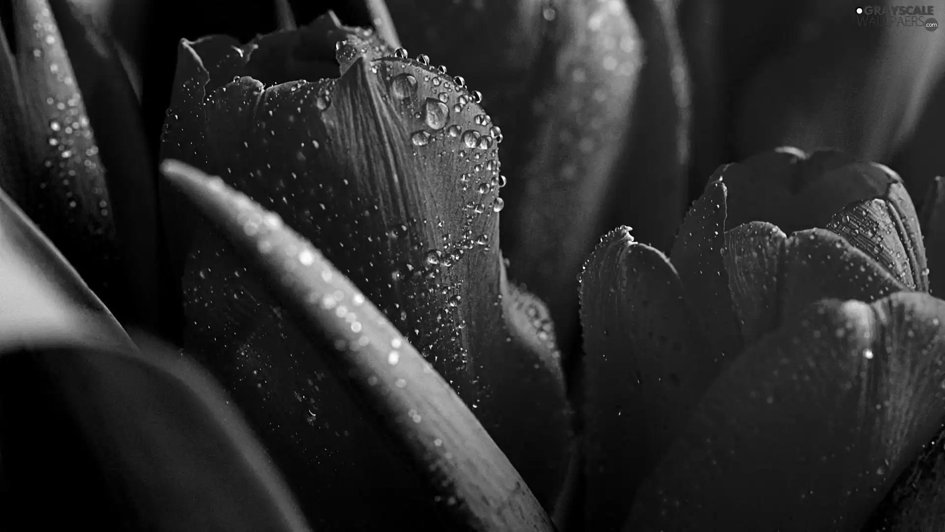 water, Tulips, drops