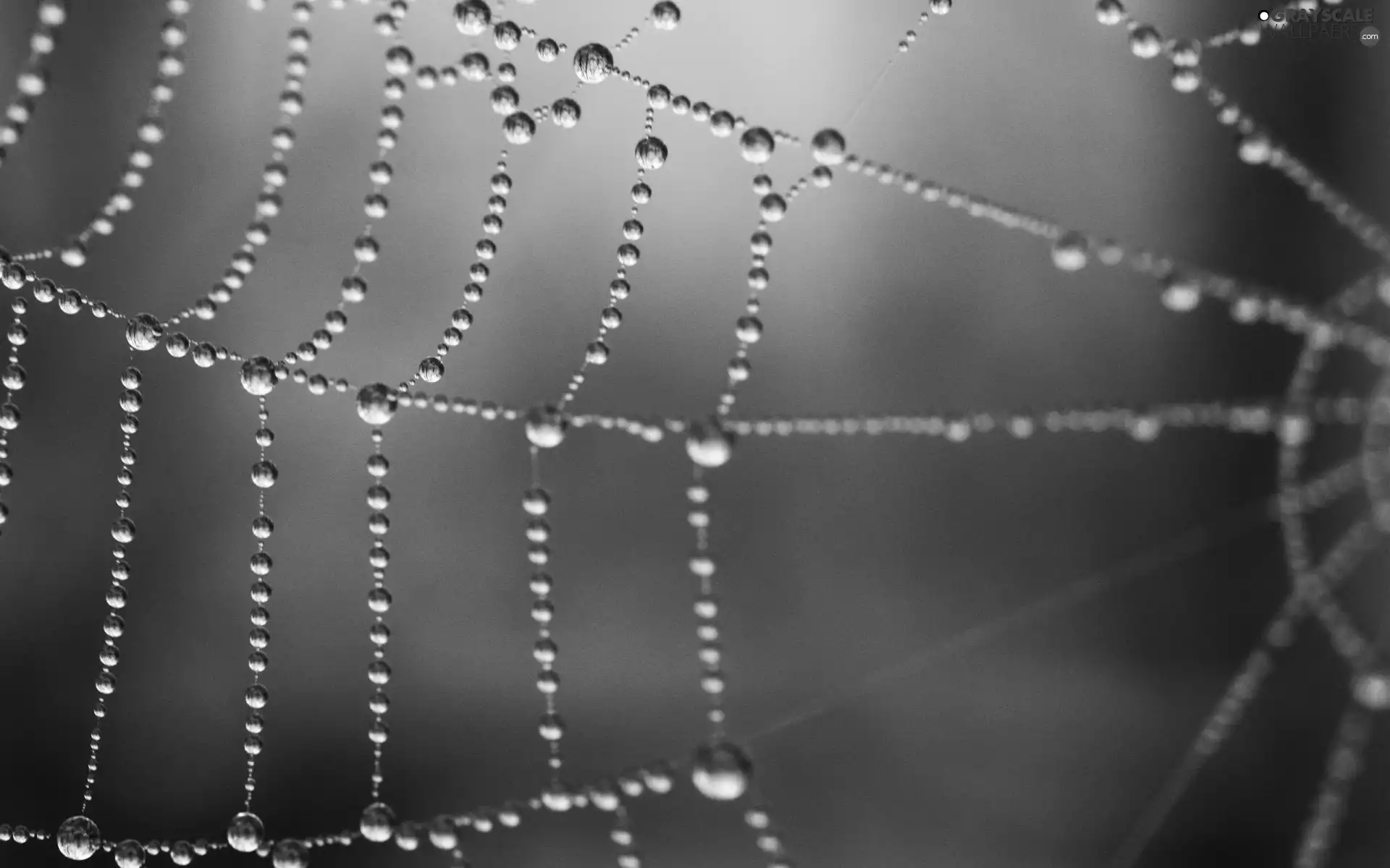 water, Web, drops