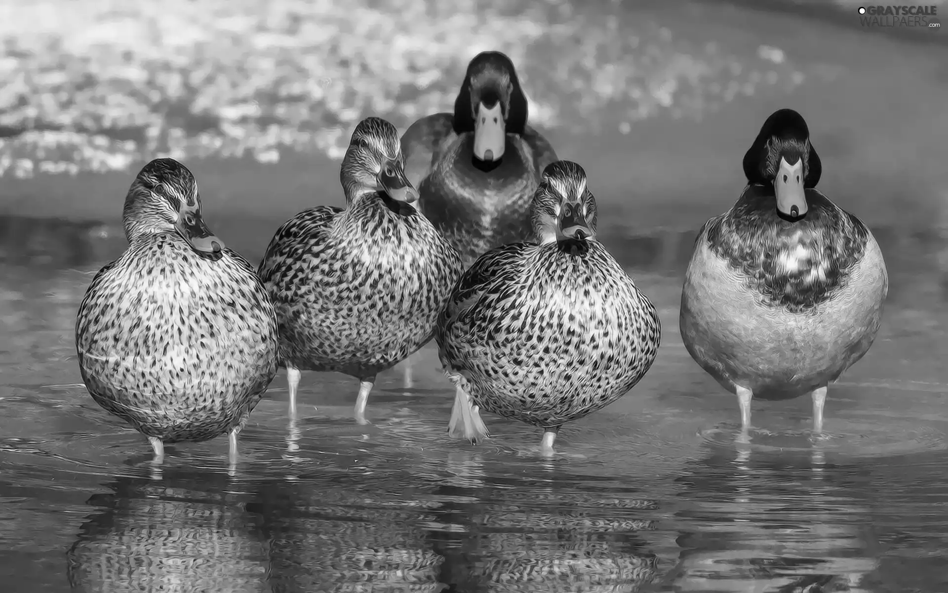 ducks, water