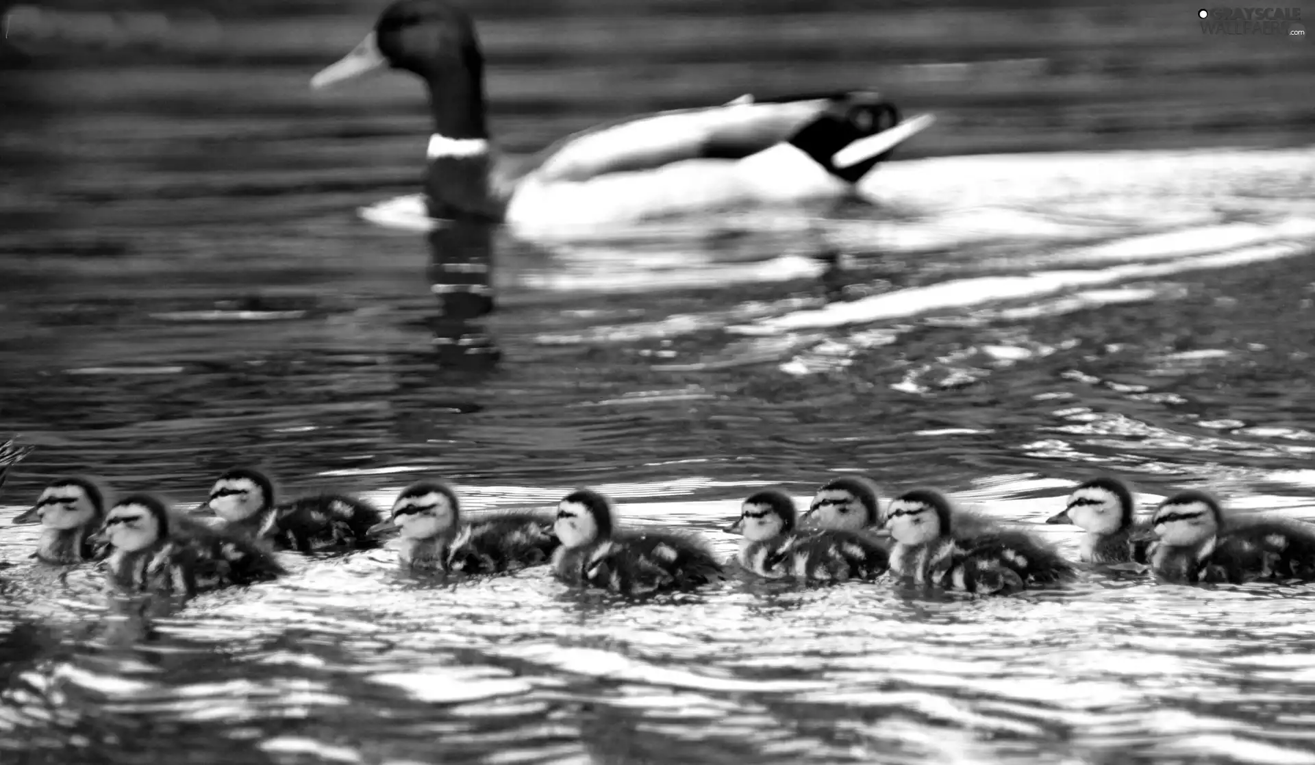 ducks, water