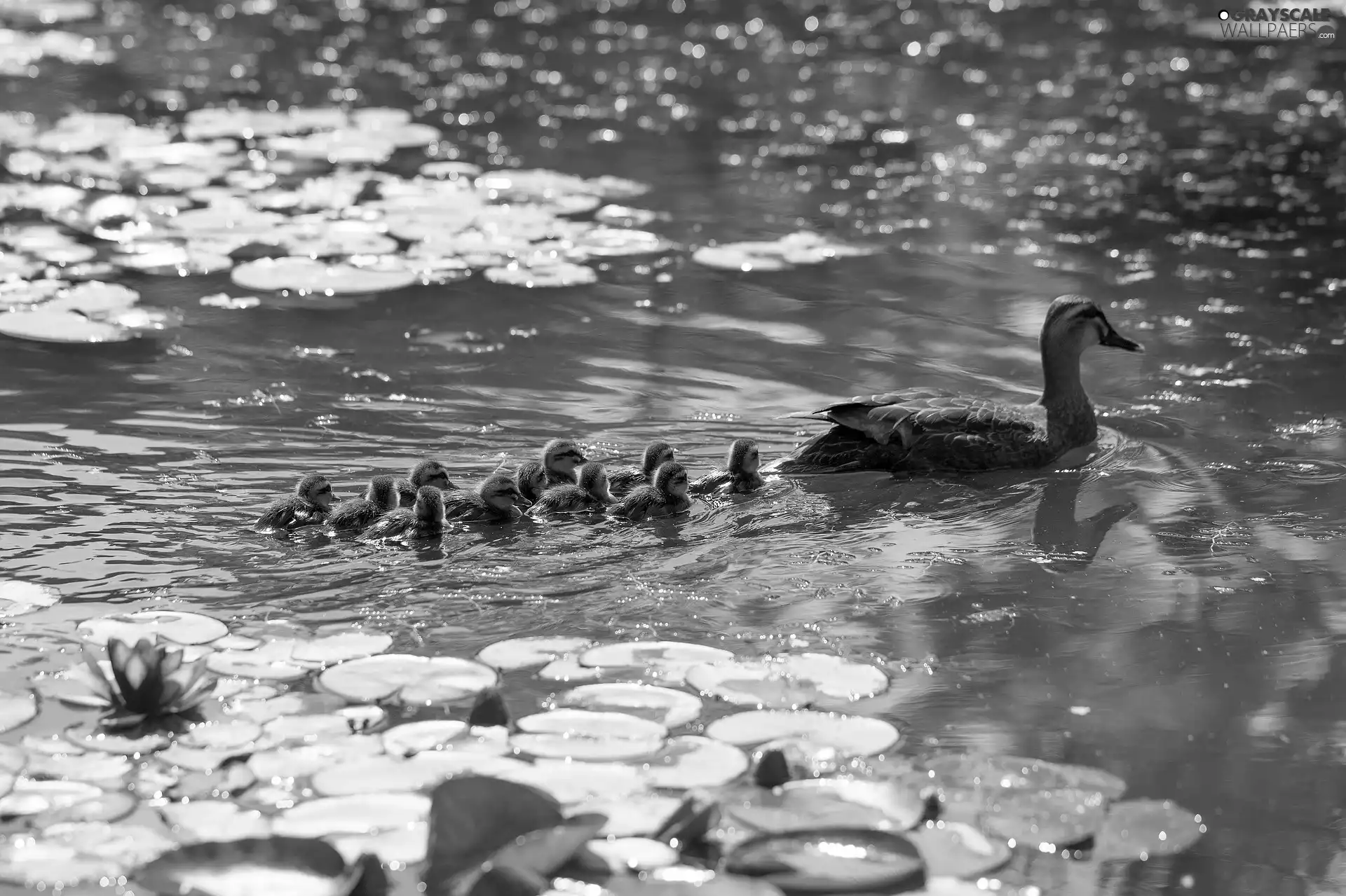 duck, Pond - car, Water lilies, ducks