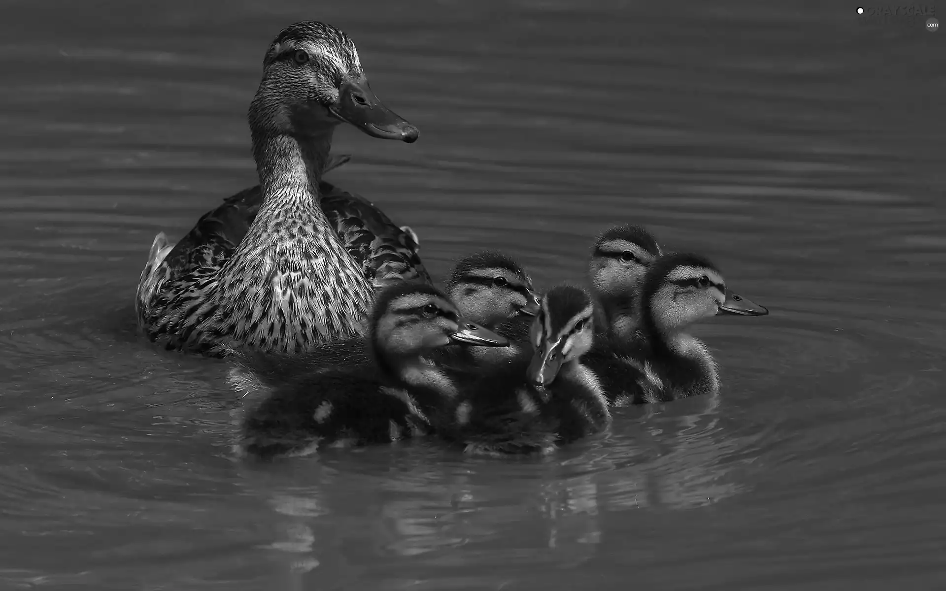 water, wild, ducks