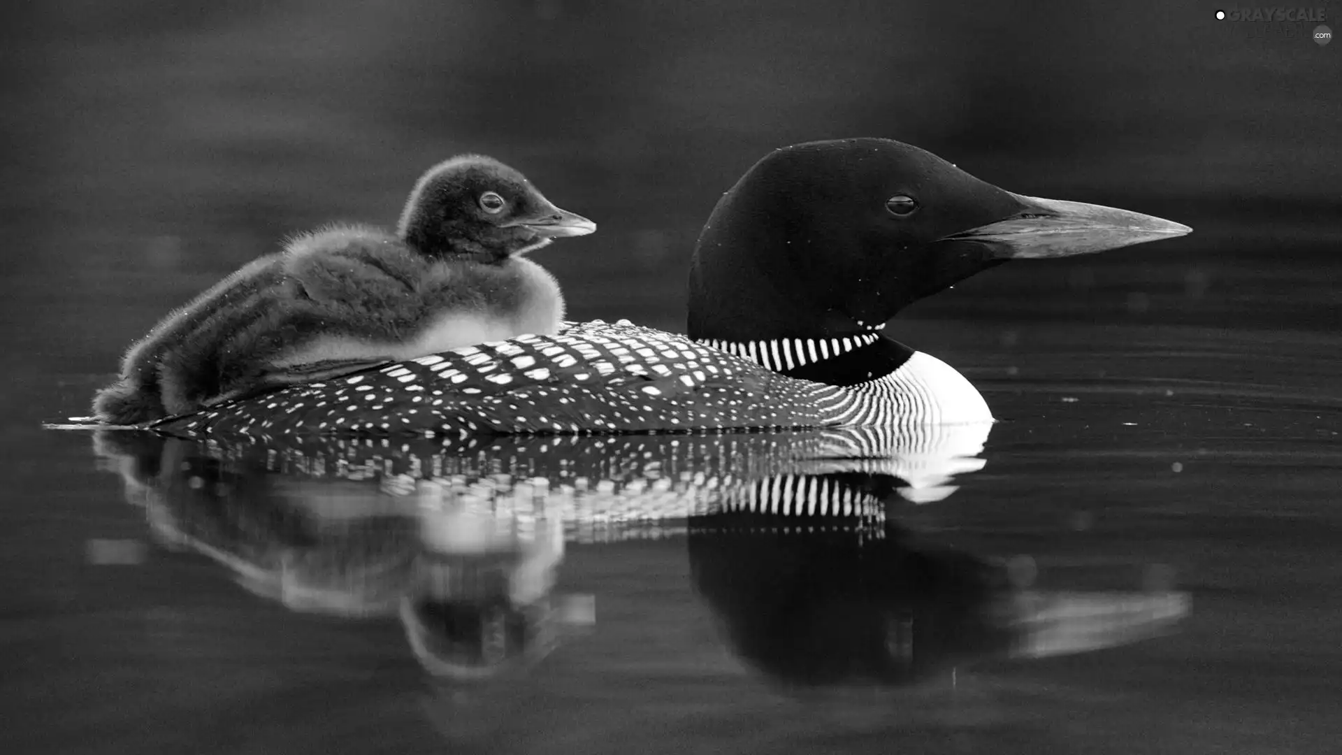 ducks, water