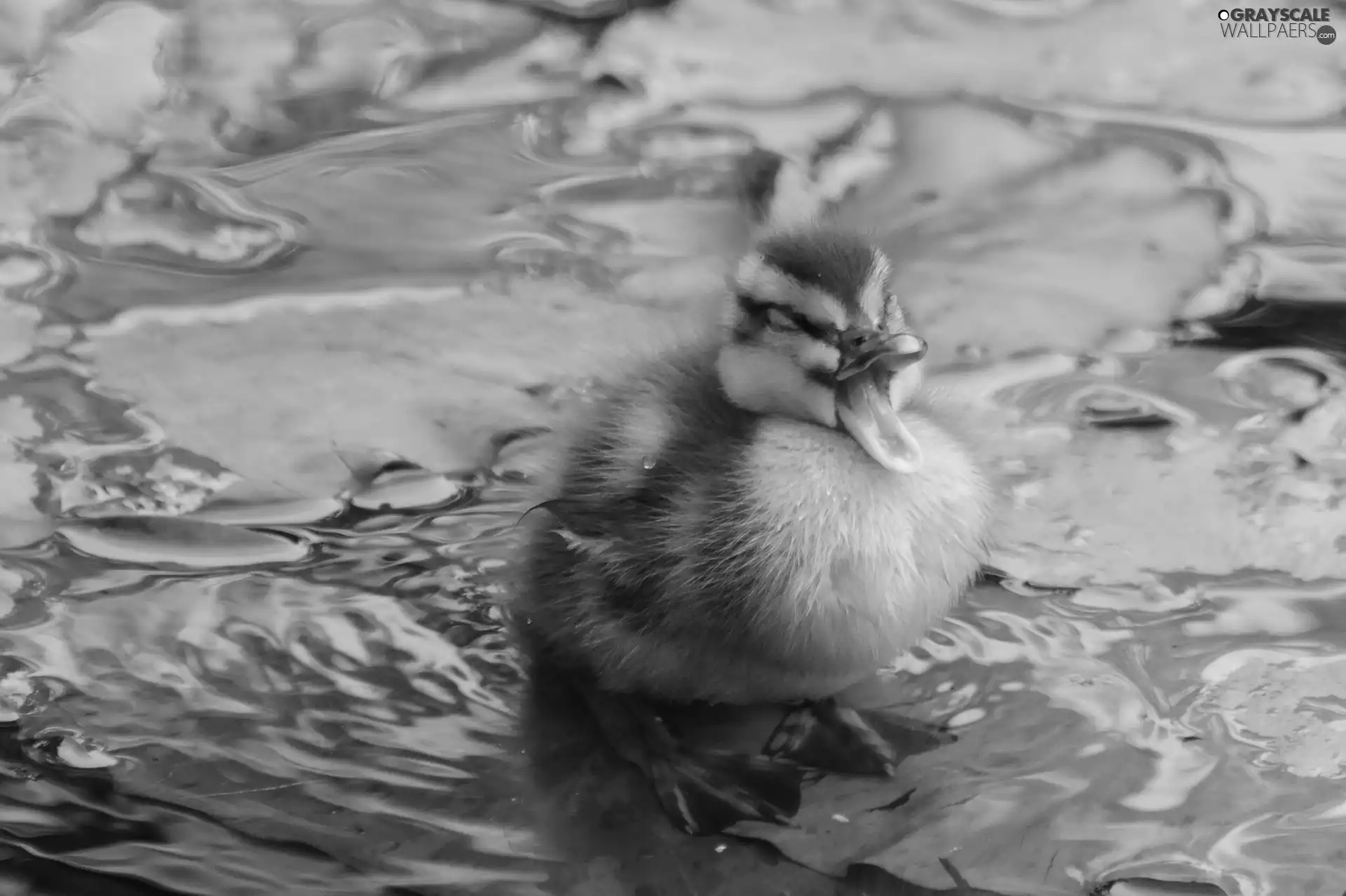 water, small, Ducky