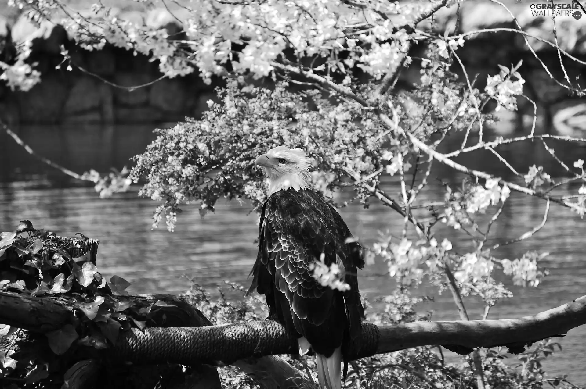 American Bald Eagle, Flowers, water, branch